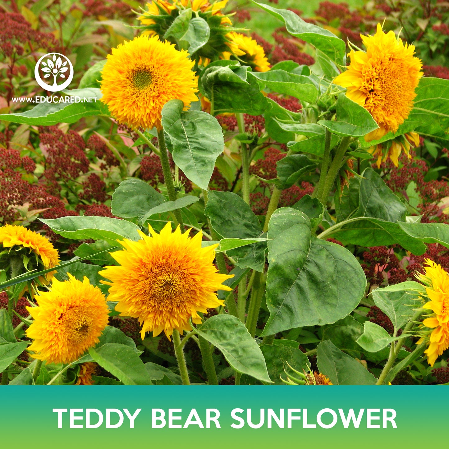 Teddy Bear Sunflower Seeds