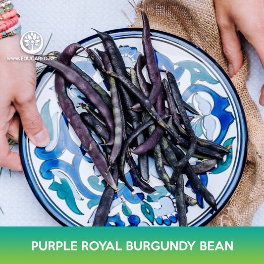 Purple Royal Burgundy Bean Seeds