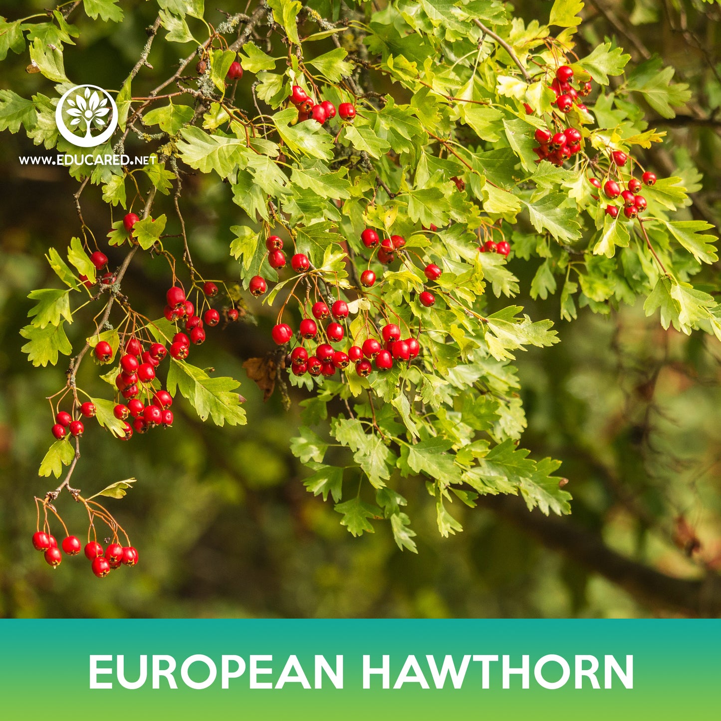 European Hawthorn Tree Seeds, Crataegus monogyna