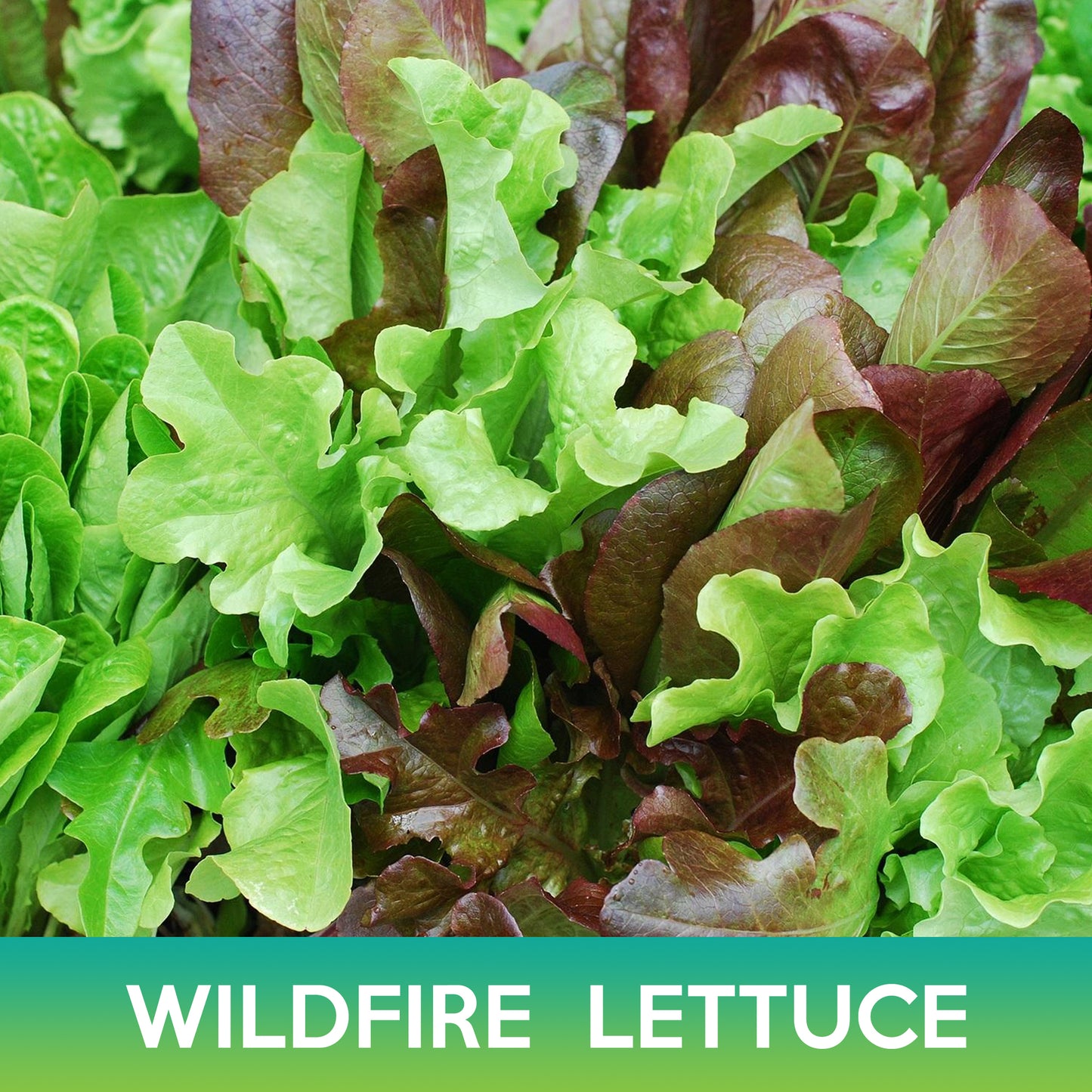 Wildfire Lettuce Mix Seeds