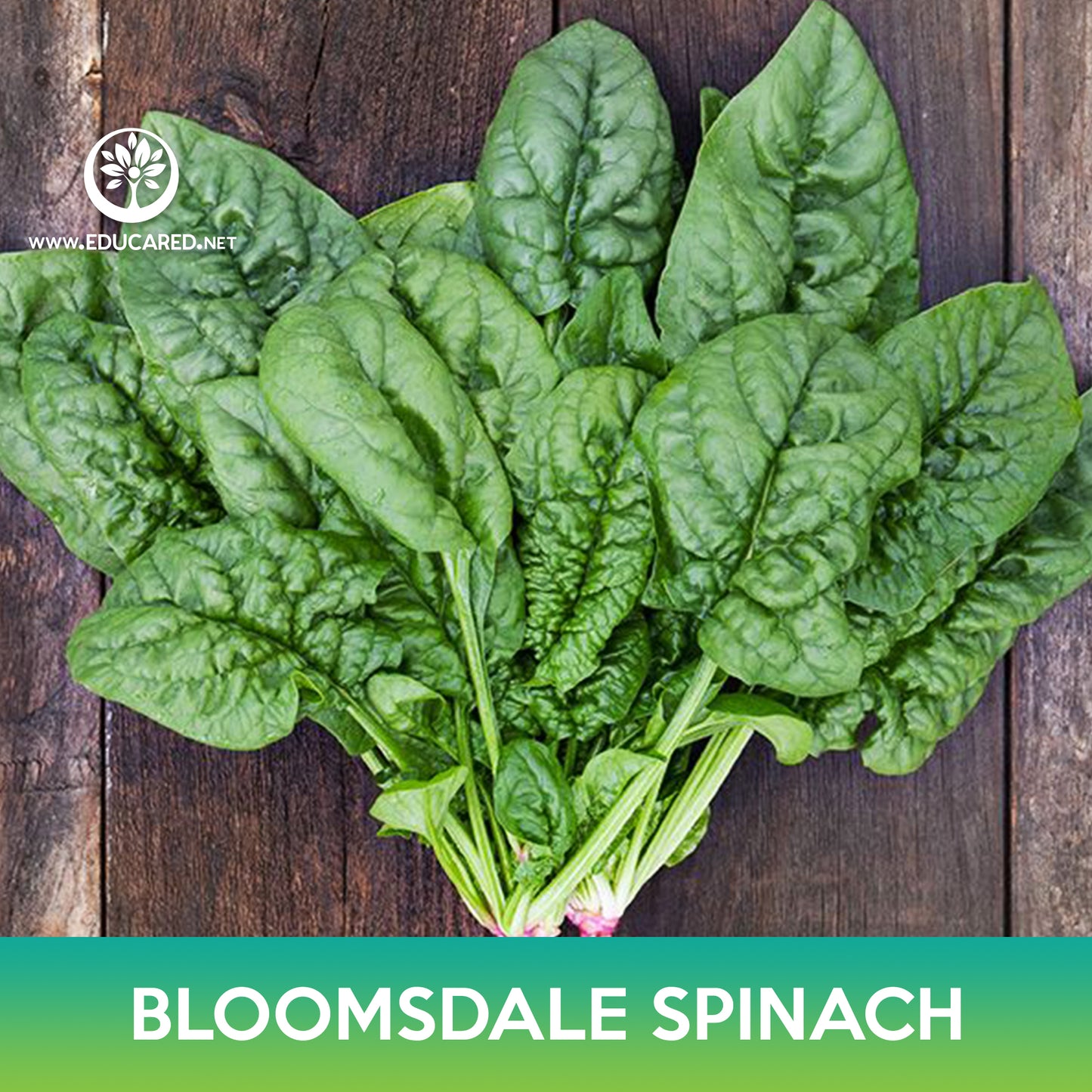 Bloomsdale Spinach Seeds