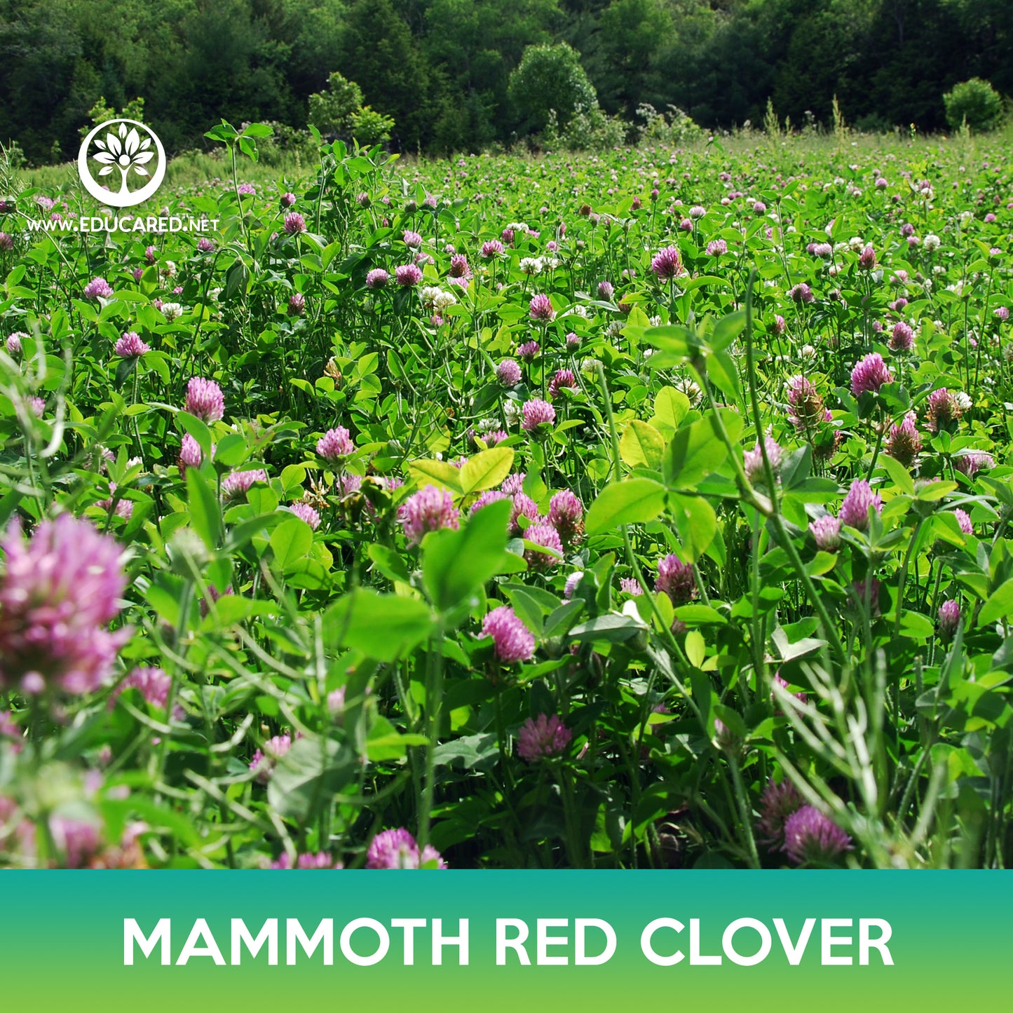 Mammoth Red Clover Seeds