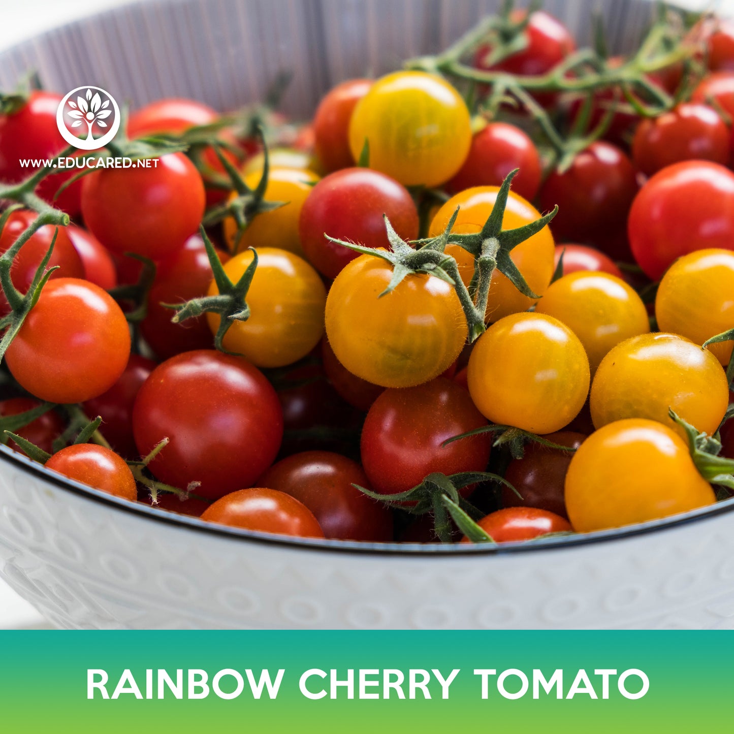 Rainbow Cherry Tomato Mix Seed