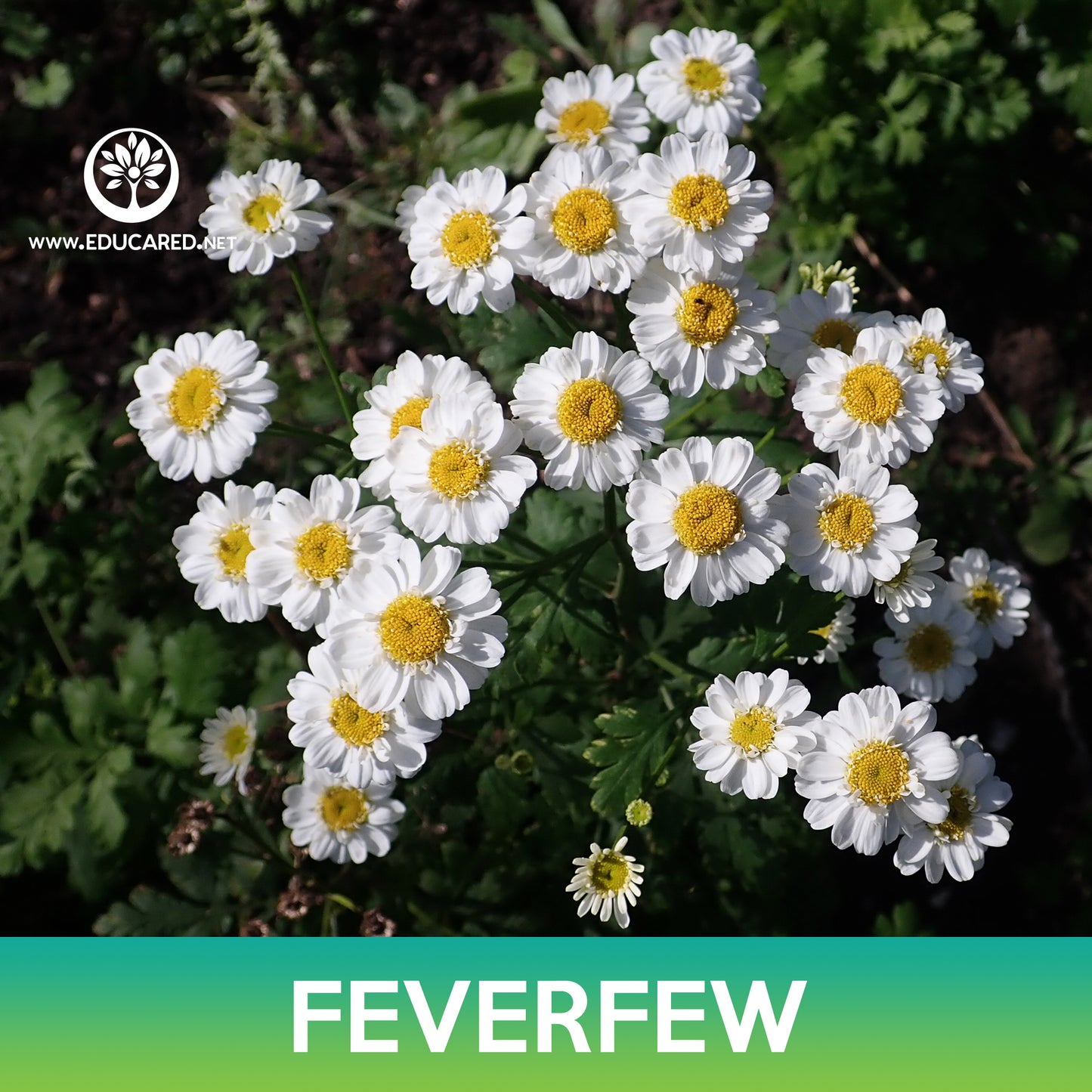 Feverfew Seeds, Tanacetum Parthenium