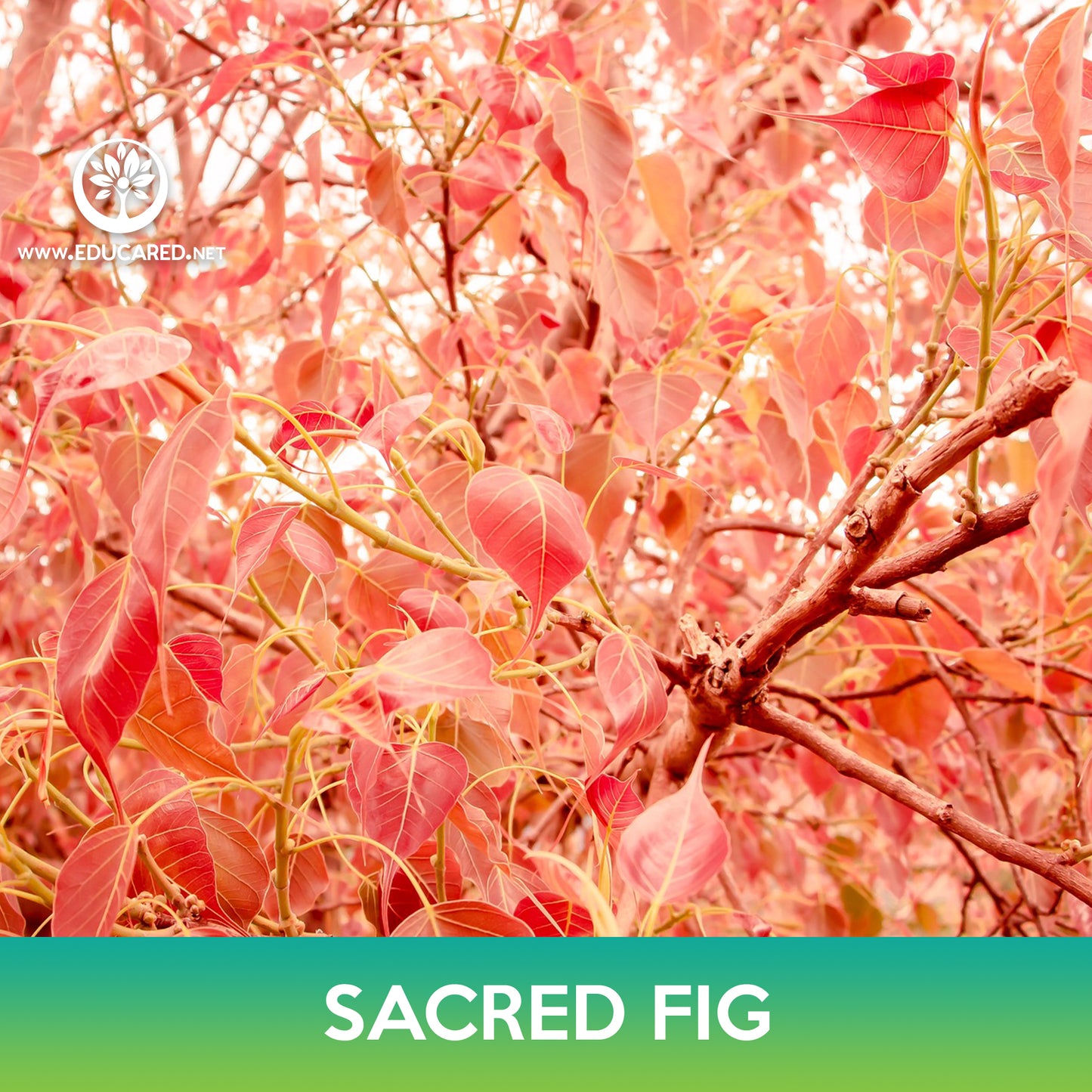 Sacred Fig Tree Seeds, Bodhi Tree, Ficus religiosa