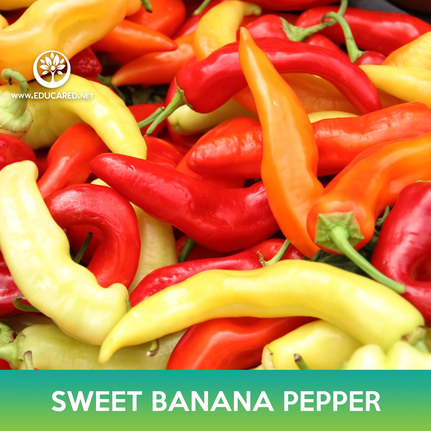 Sweet Banana Pepper Seeds