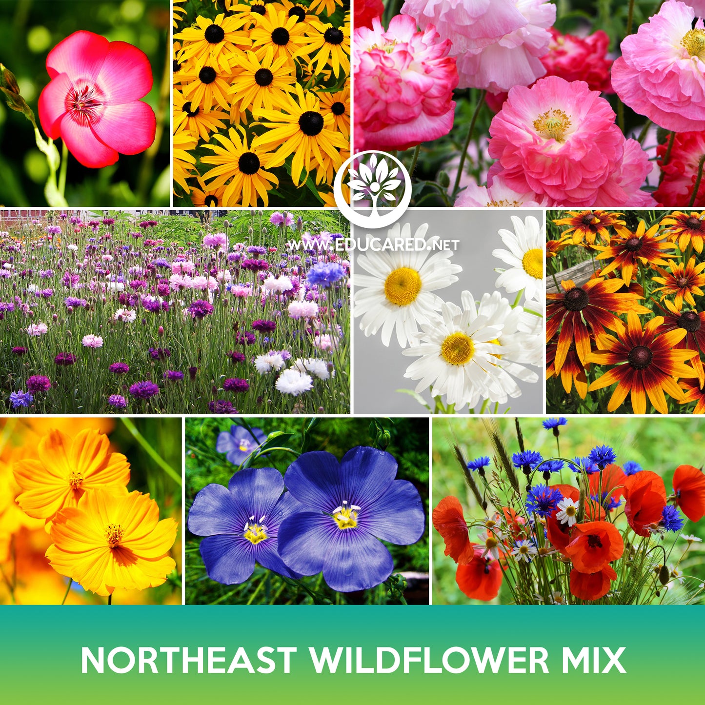 Northeast Wildflowers Mix Seeds
