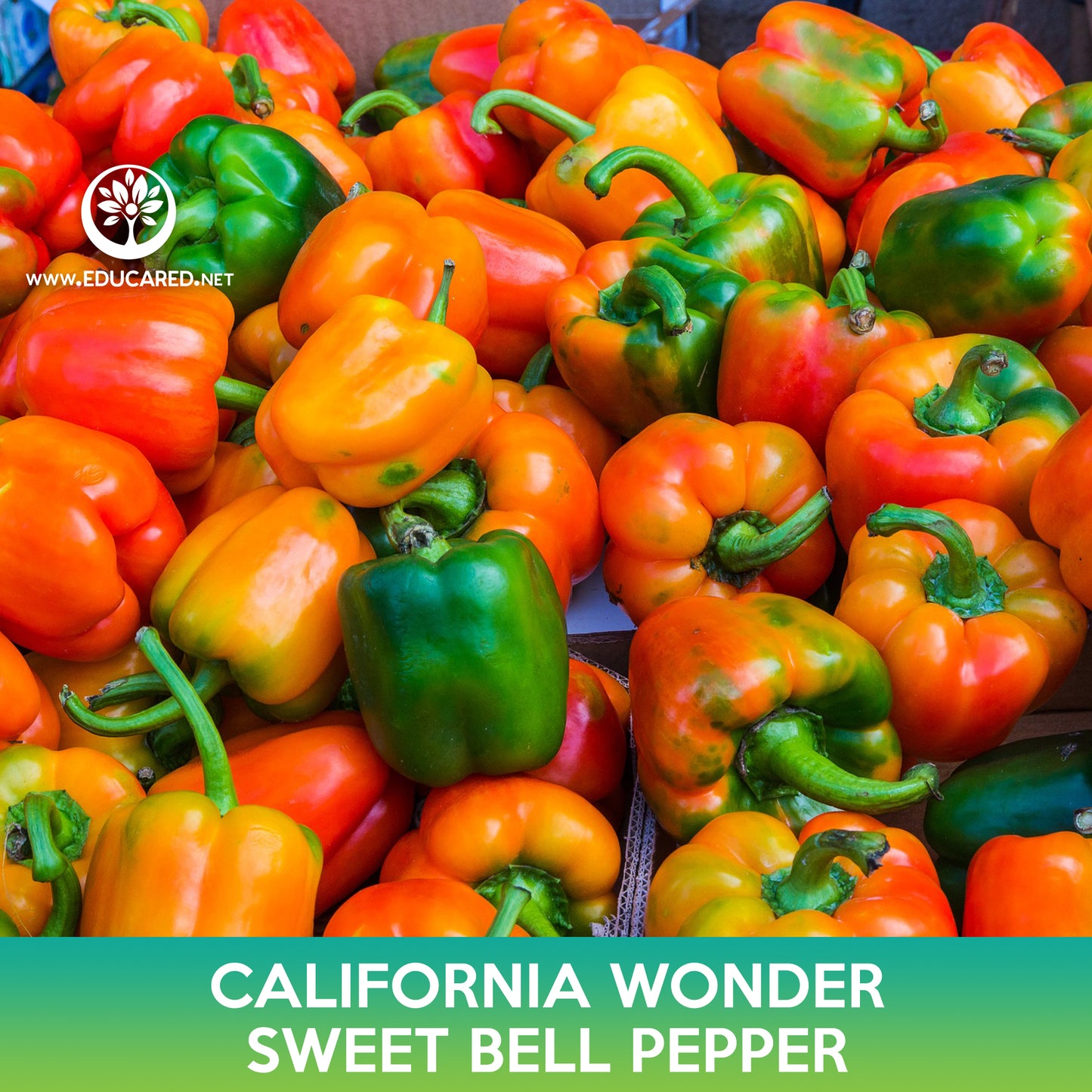 California Wonder Sweet Bell Pepper Seeds
