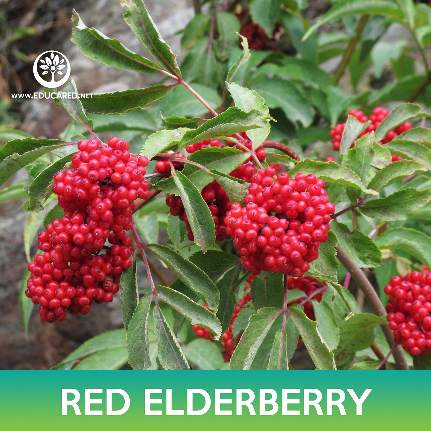 Red Elderberry Seeds, Sambucus racemosa