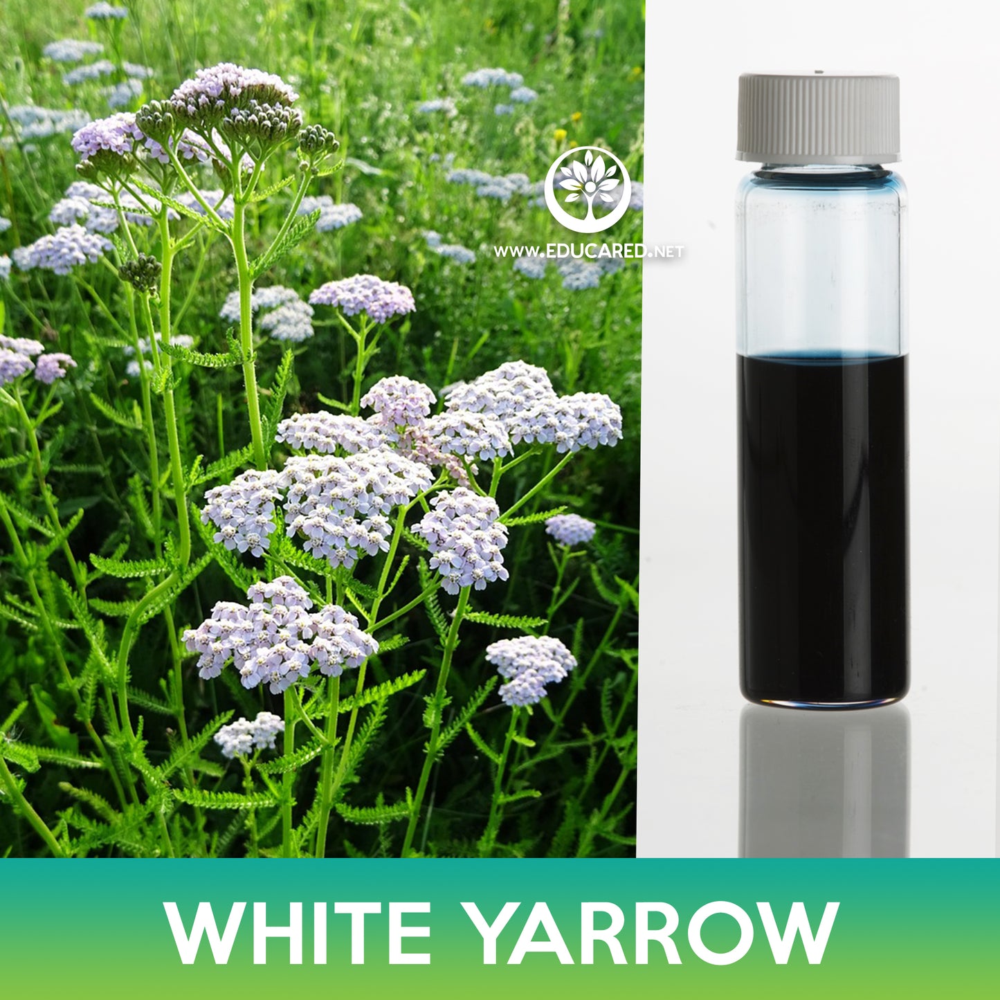 White Yarrow Seed, Achillea millefolium