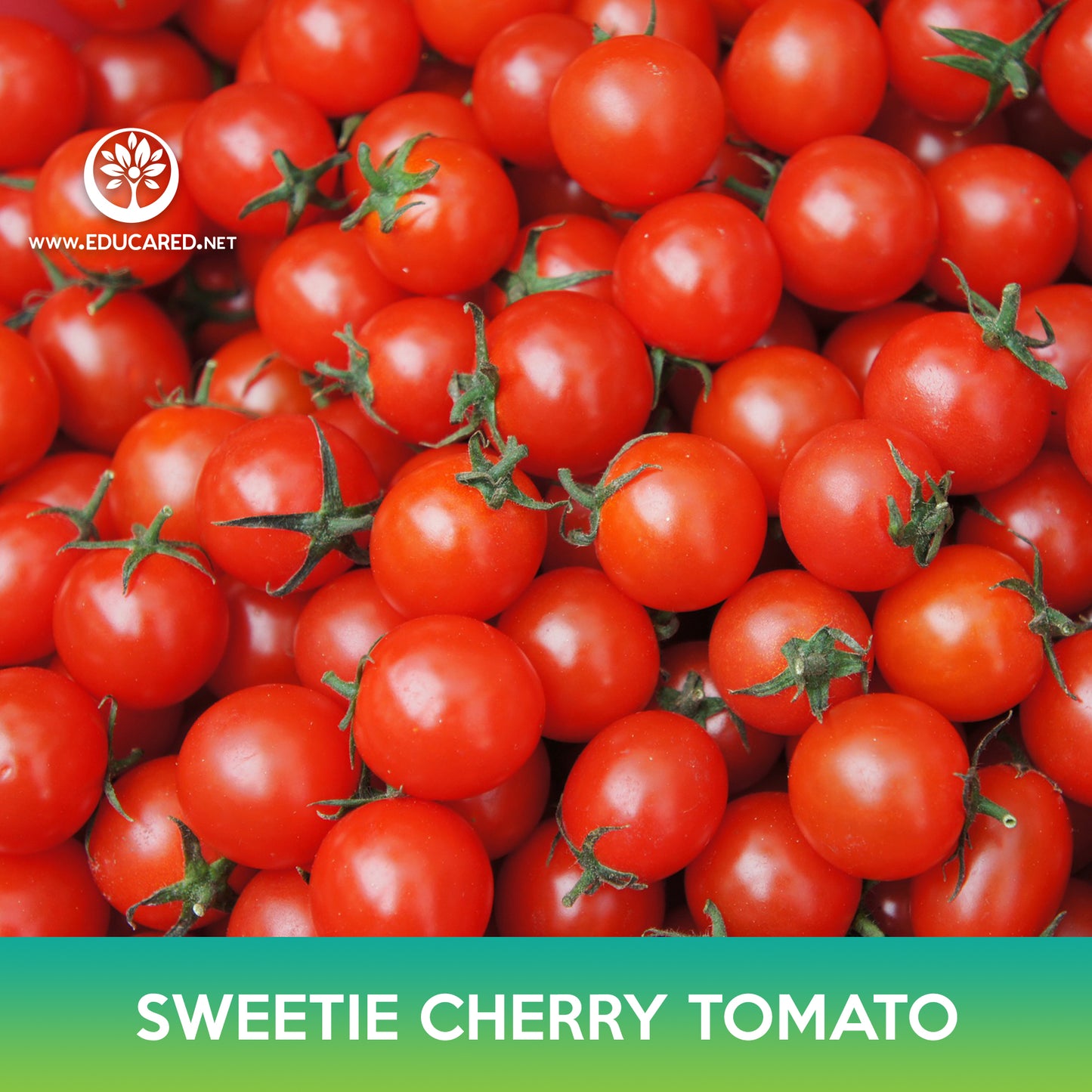 Sweetie Cherry Tomato Seeds