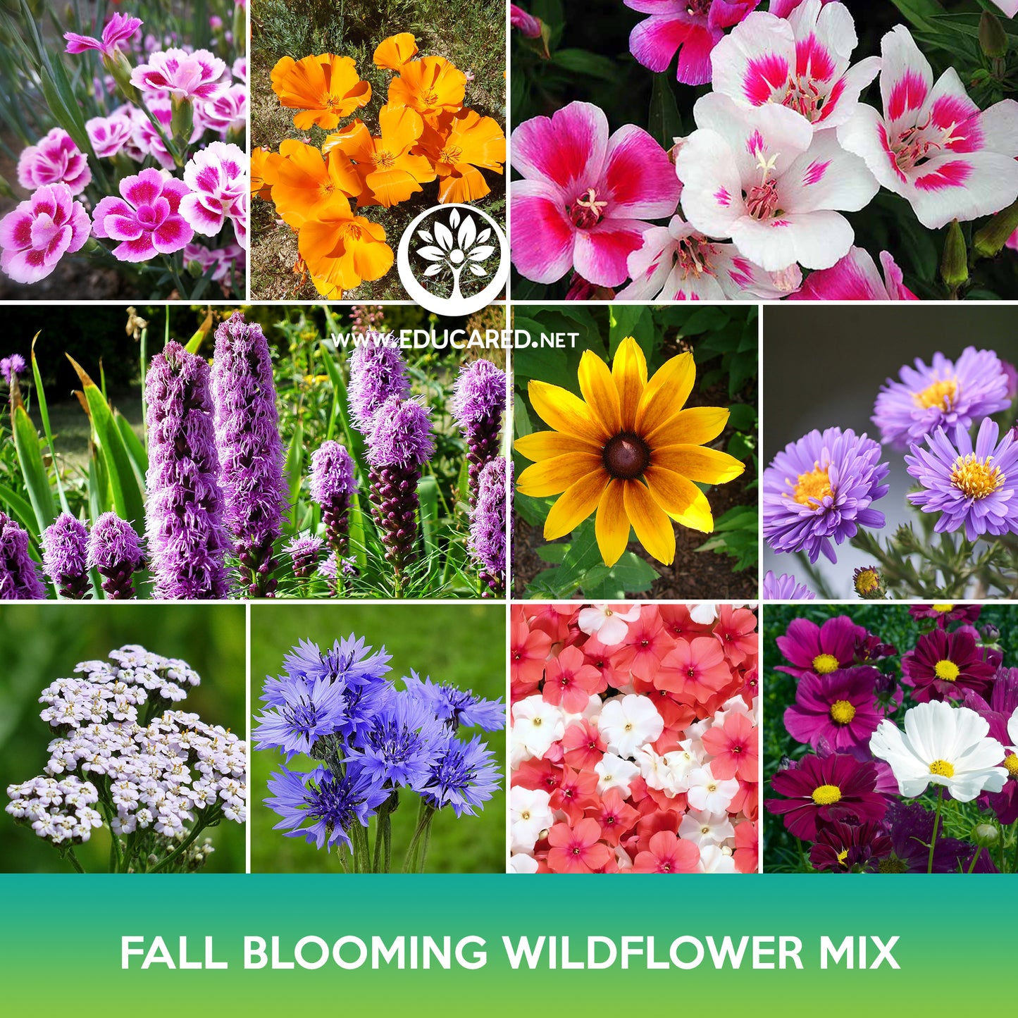 Fall Blooming Wildflowers Mix Seeds