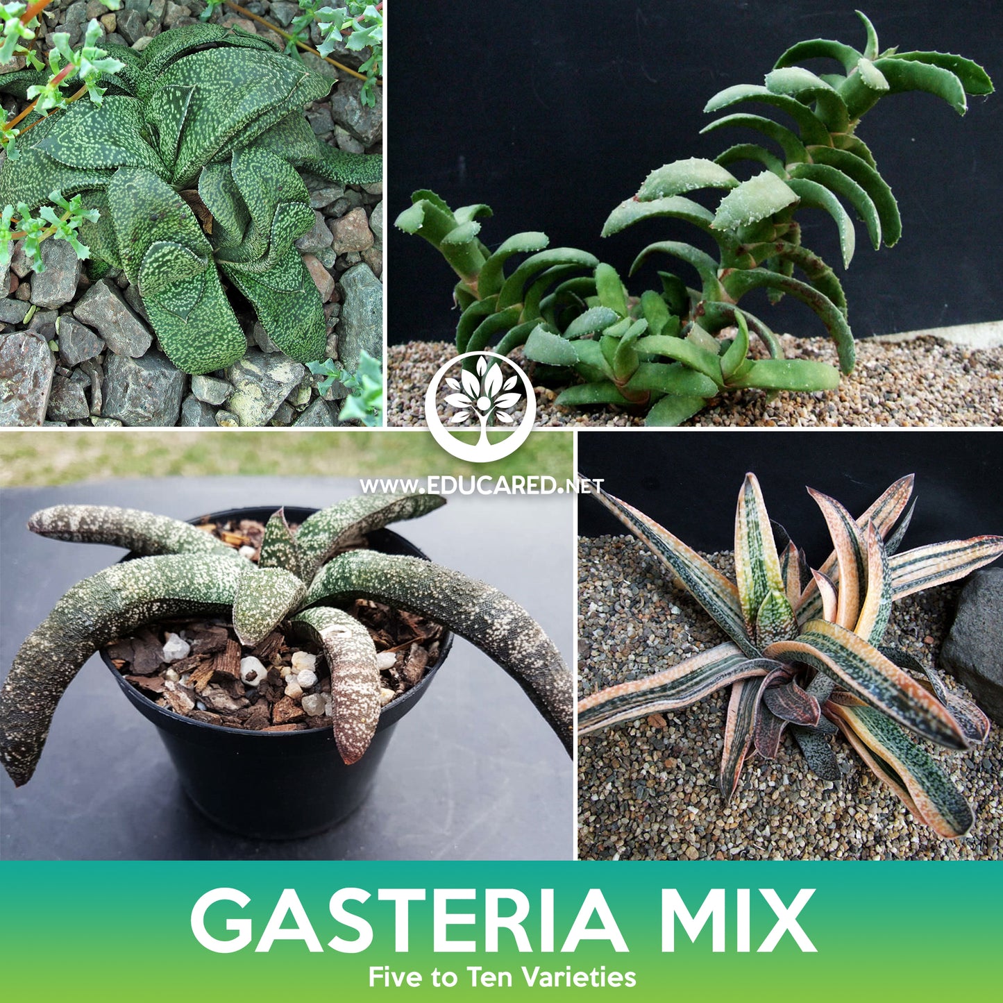 Gasteria Succulent Mix Seeds