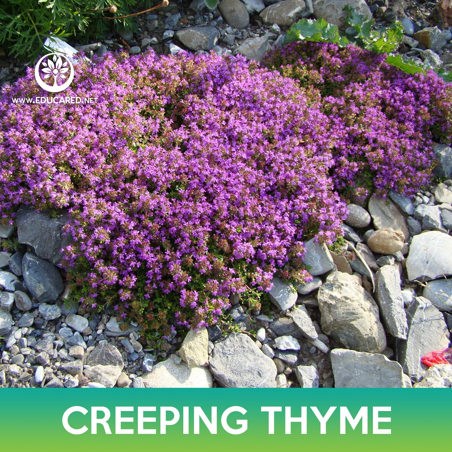Creeping Thyme Seeds, Wild Thyme