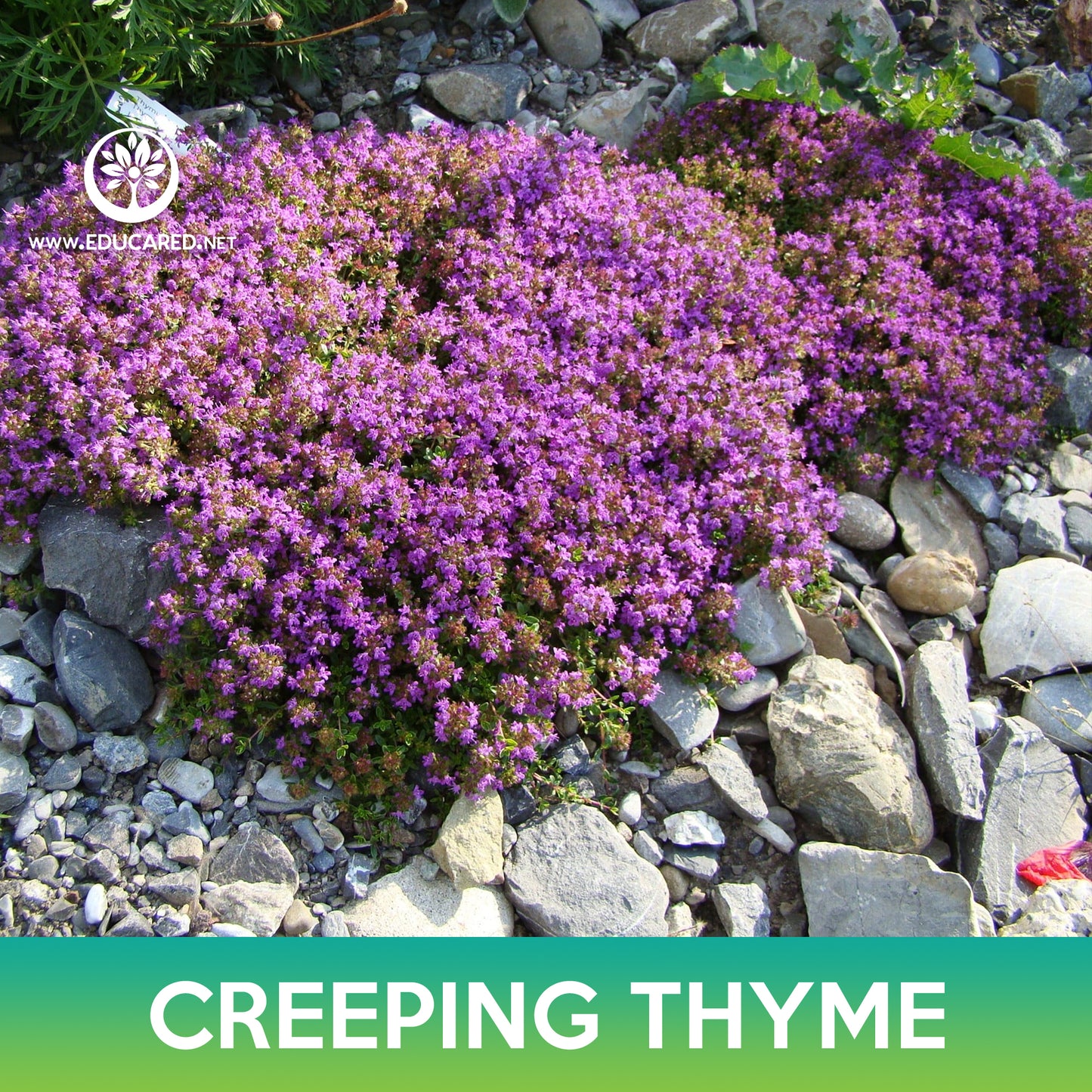 Creeping Thyme Seed, Wild Thyme, Thymus serpyllum