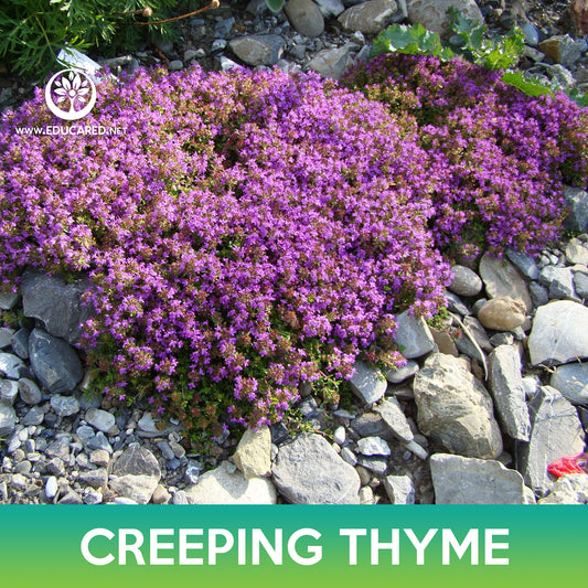 Creeping Thyme Seeds, Wild Thyme