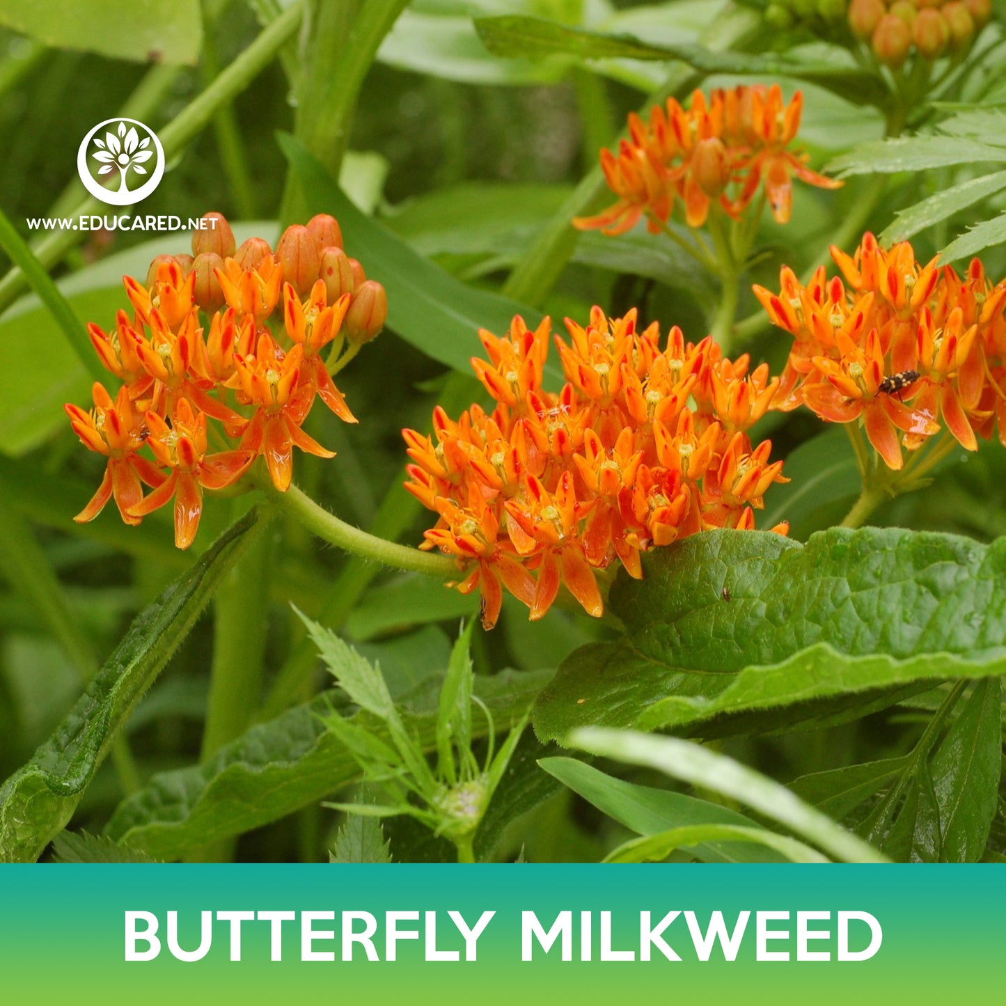 Butterfly Milkweed Seeds