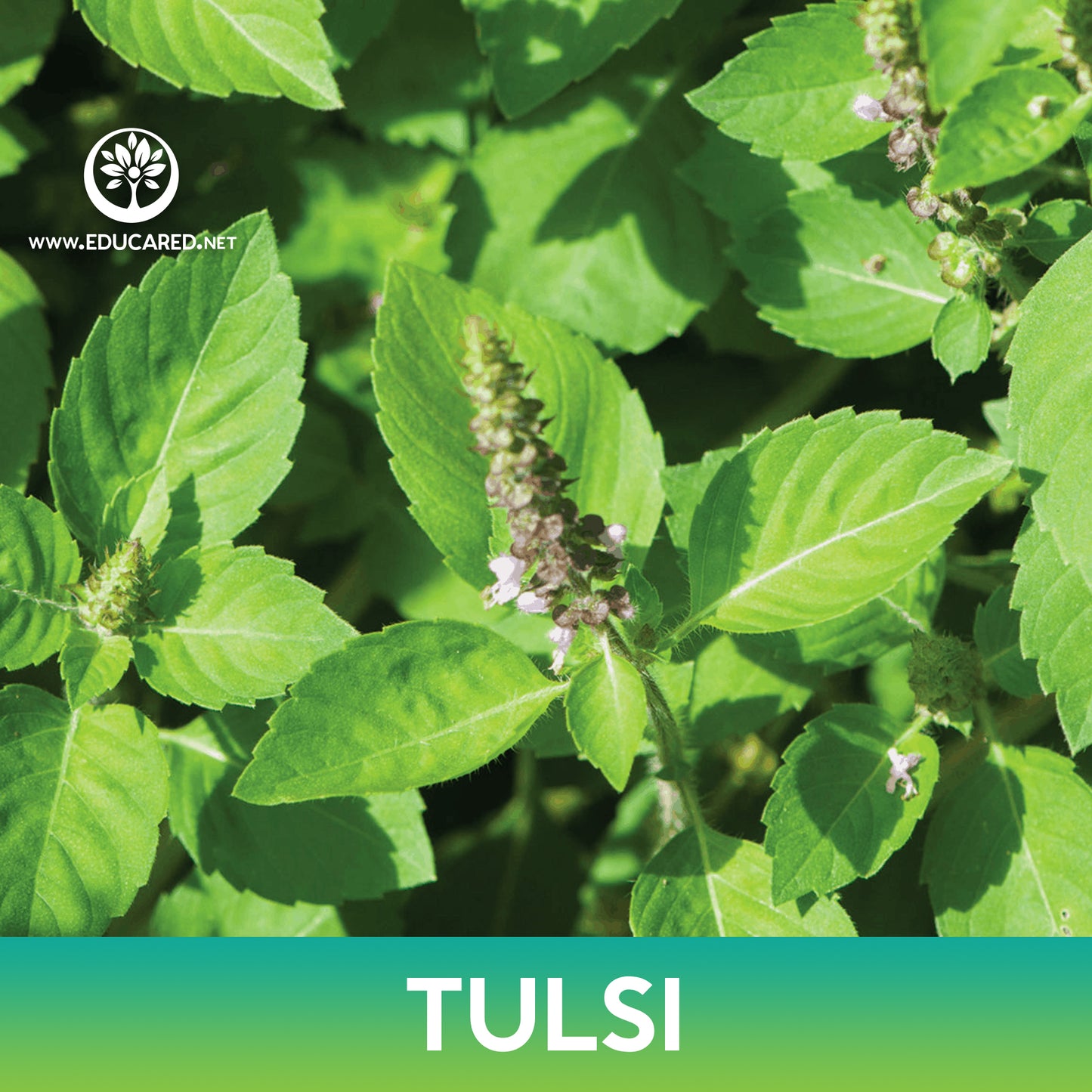 Tulsi Basil Seeds, Holy Basil