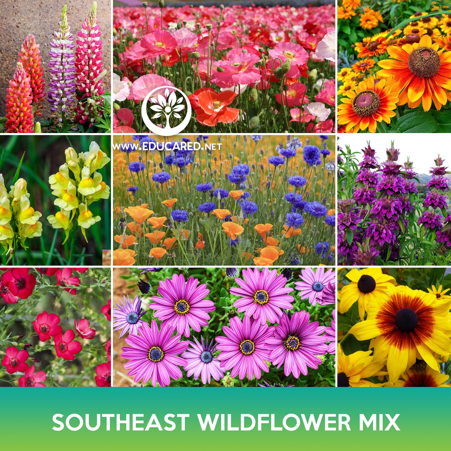 Southeast Wildflower Mix Seeds