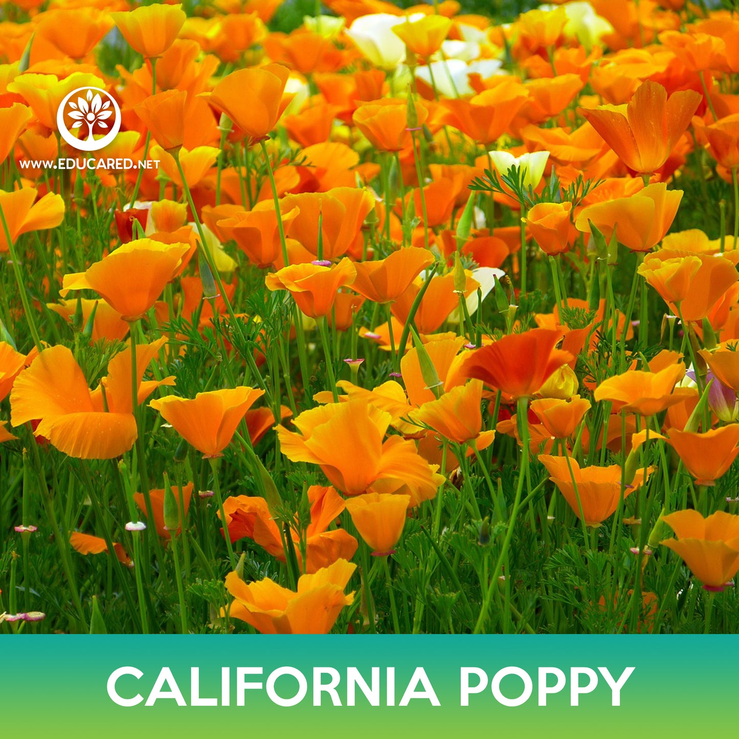 California Poppy Seeds, Eschscholzia californica