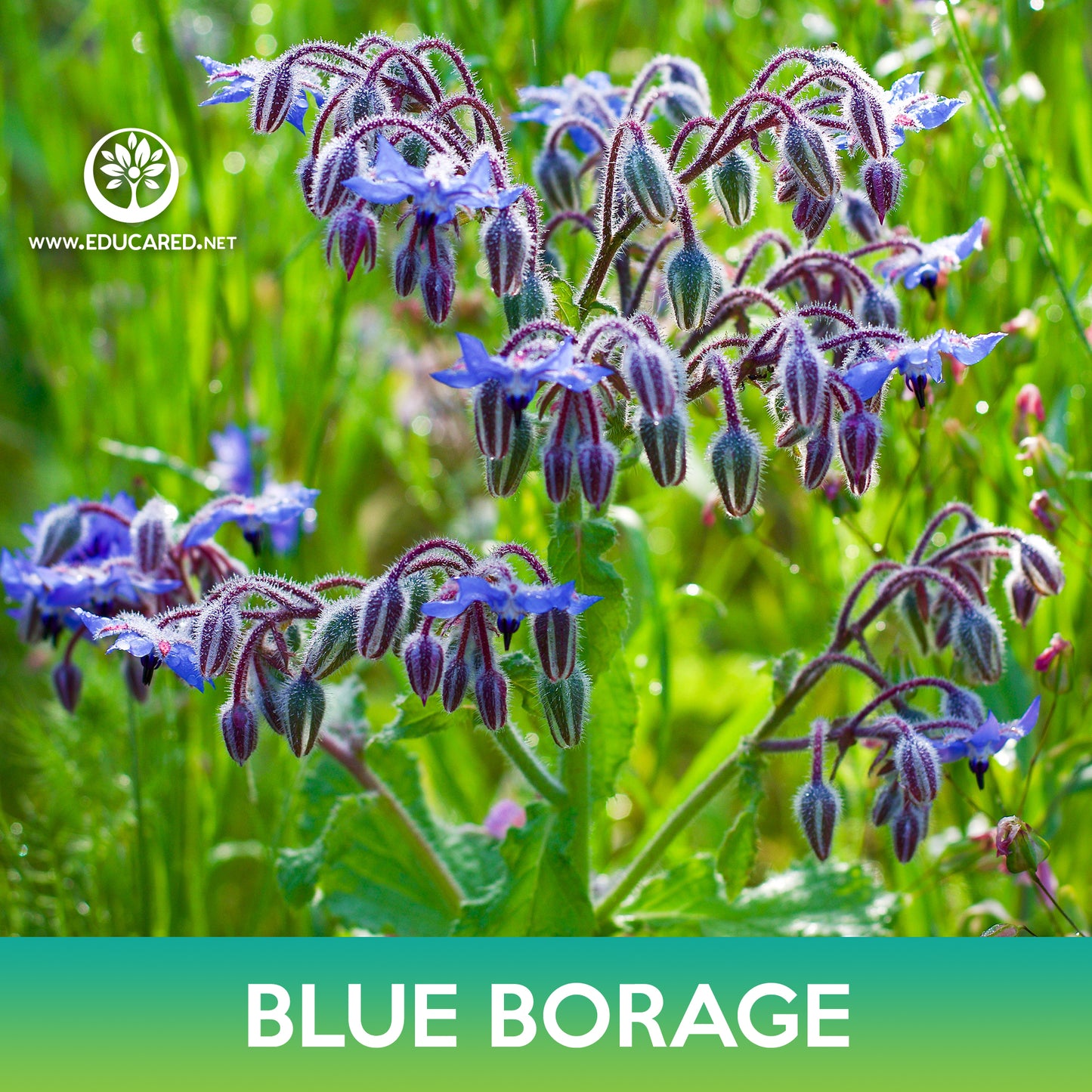 Blue Borage Seed, Borago Officinalis