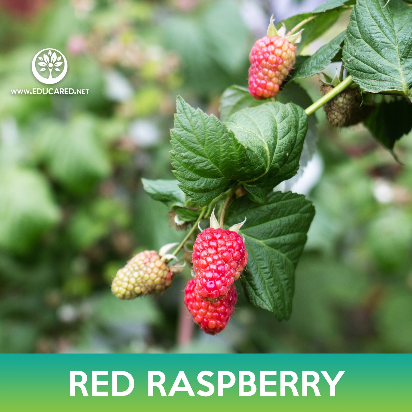 Red Raspberry Seeds