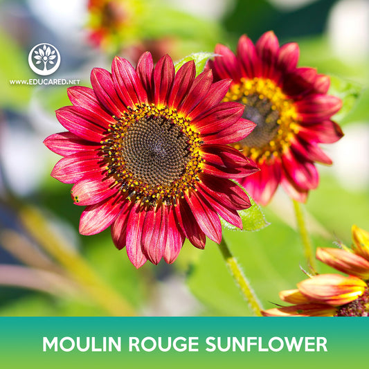 Moulin Rouge Sunflower Seeds, Red Sunflower