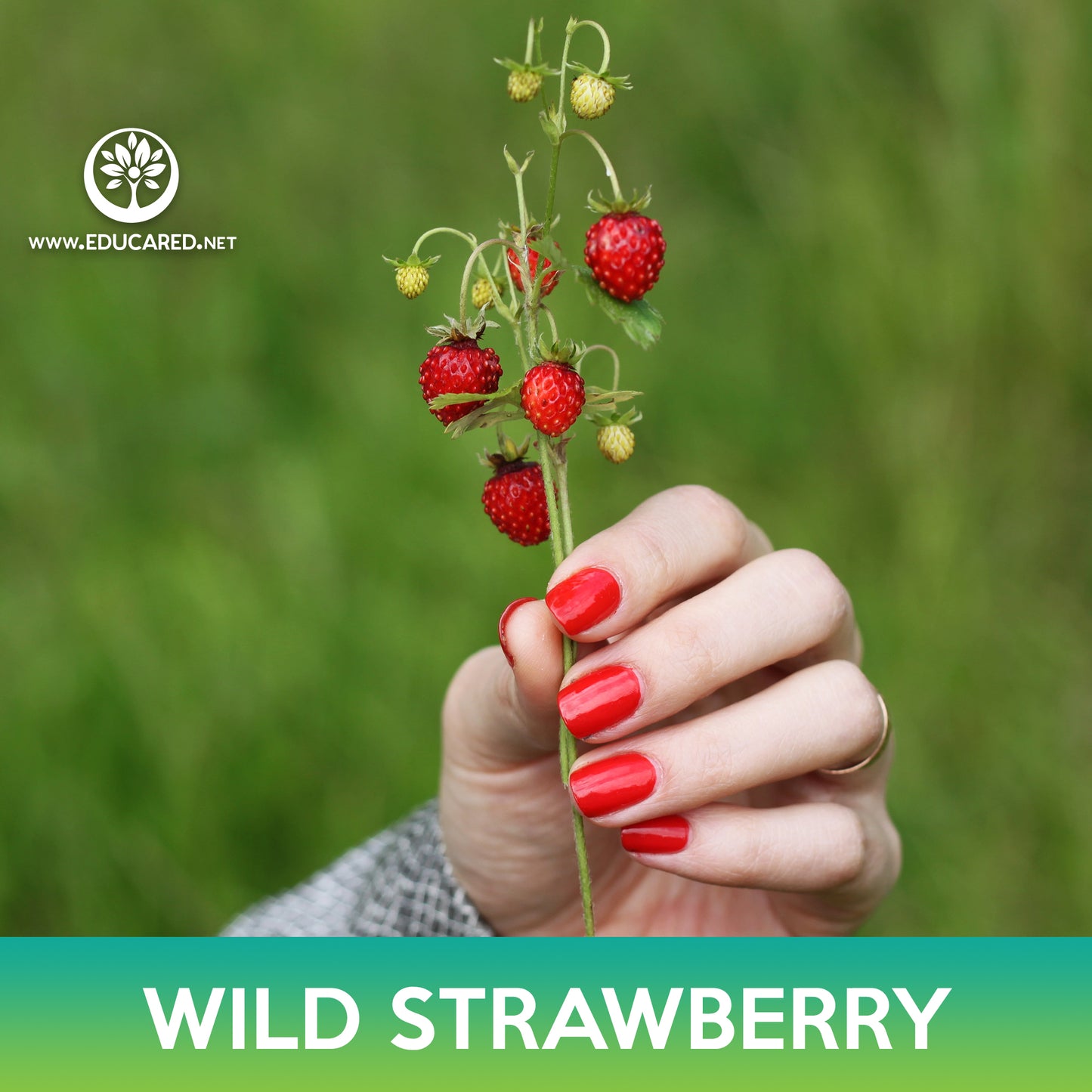 Wild Strawberry Seeds, Alexandria Alpine Strawberry