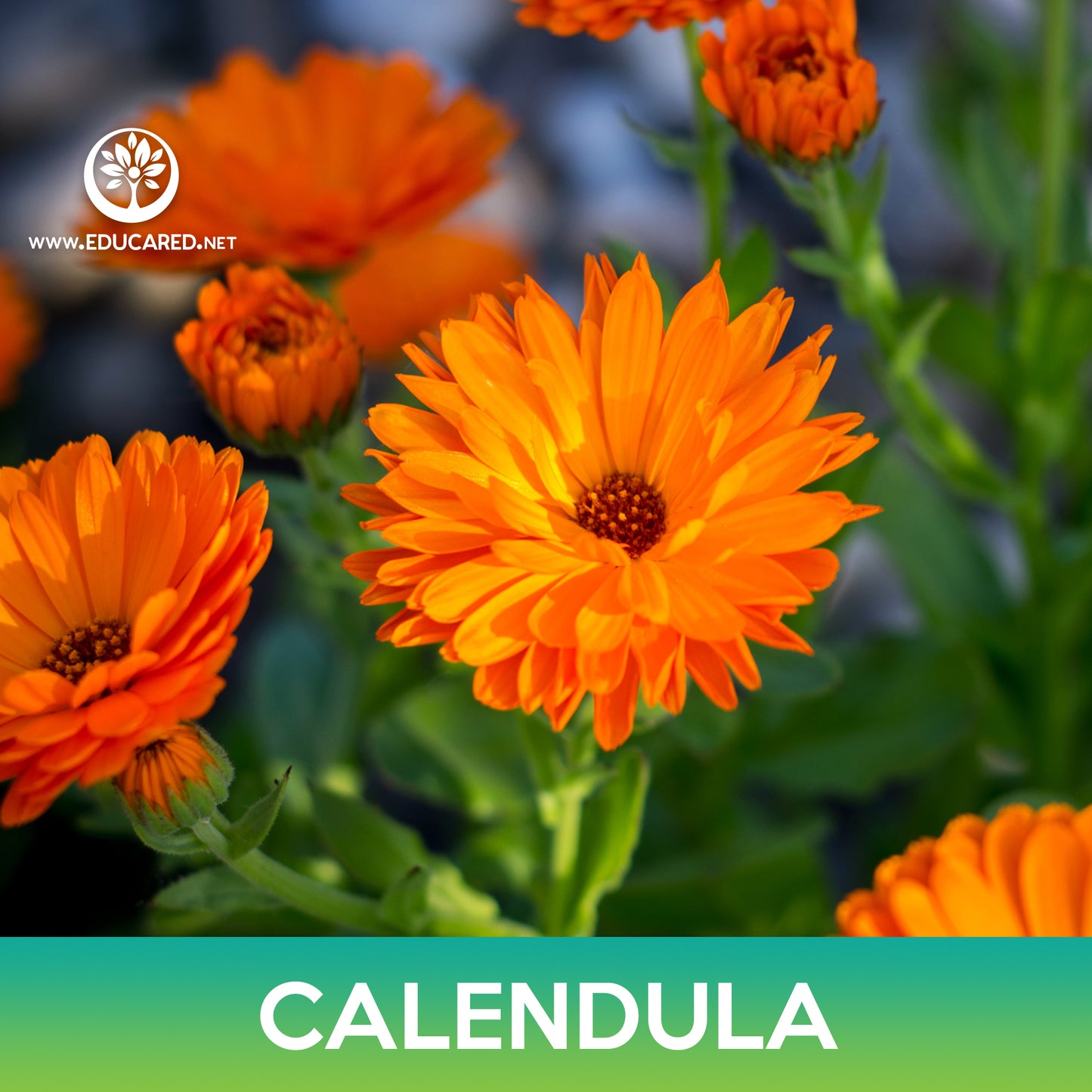 Calendula Seeds, Calendula Officinalis