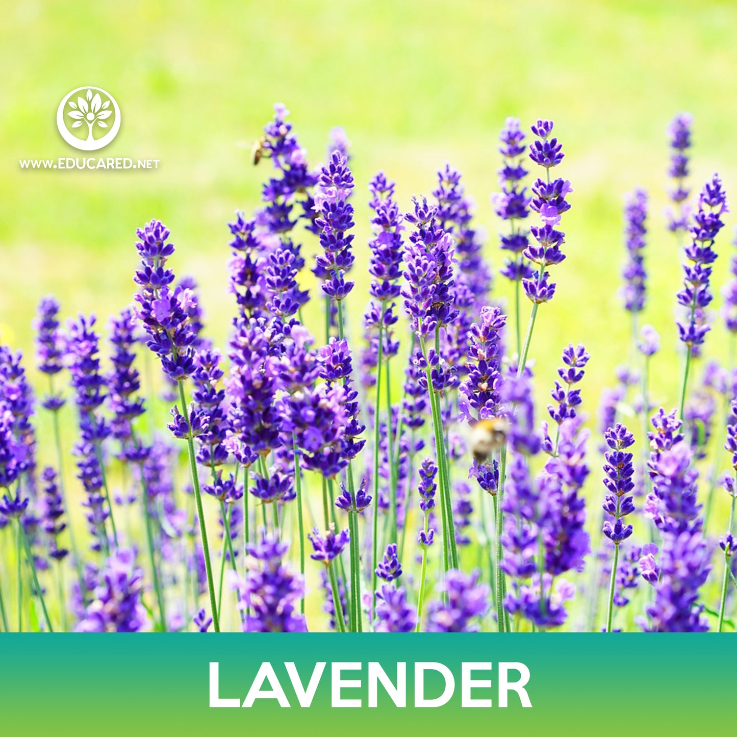 Lavender Seeds