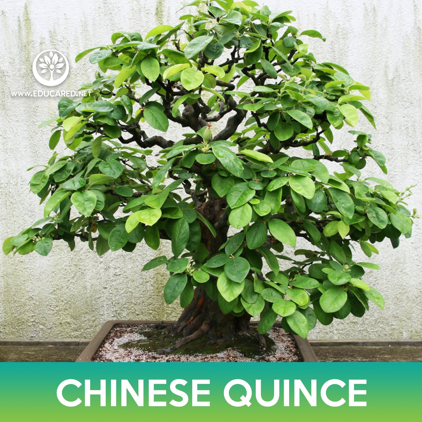 Chinese Quince Tree Seeds
