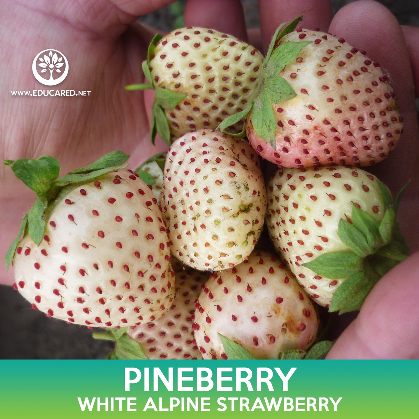 Pineberry Seeds, White Alpine Strawberry