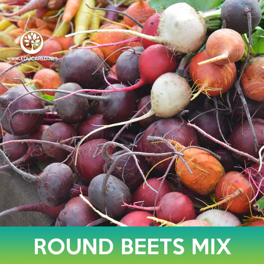 Round Beets Mix Seeds