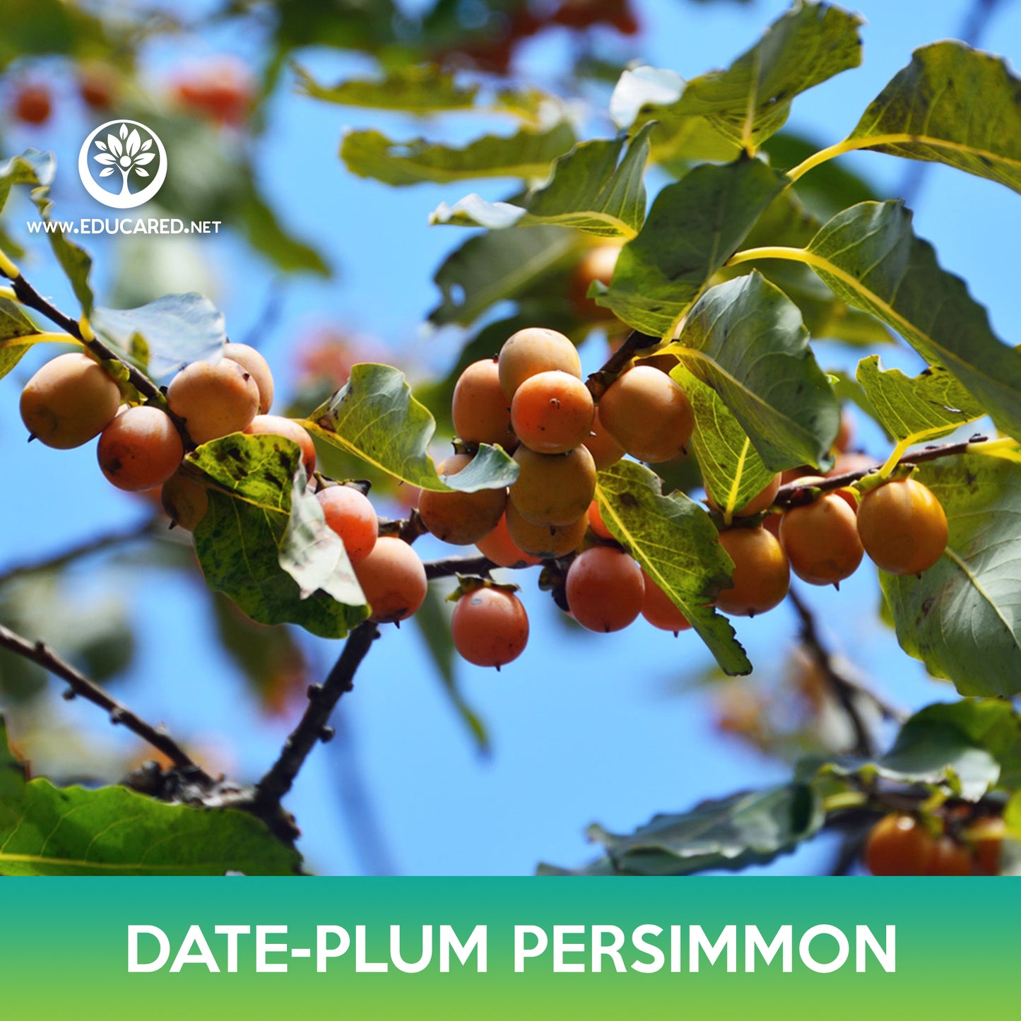 Date-plum Persimmon Seeds