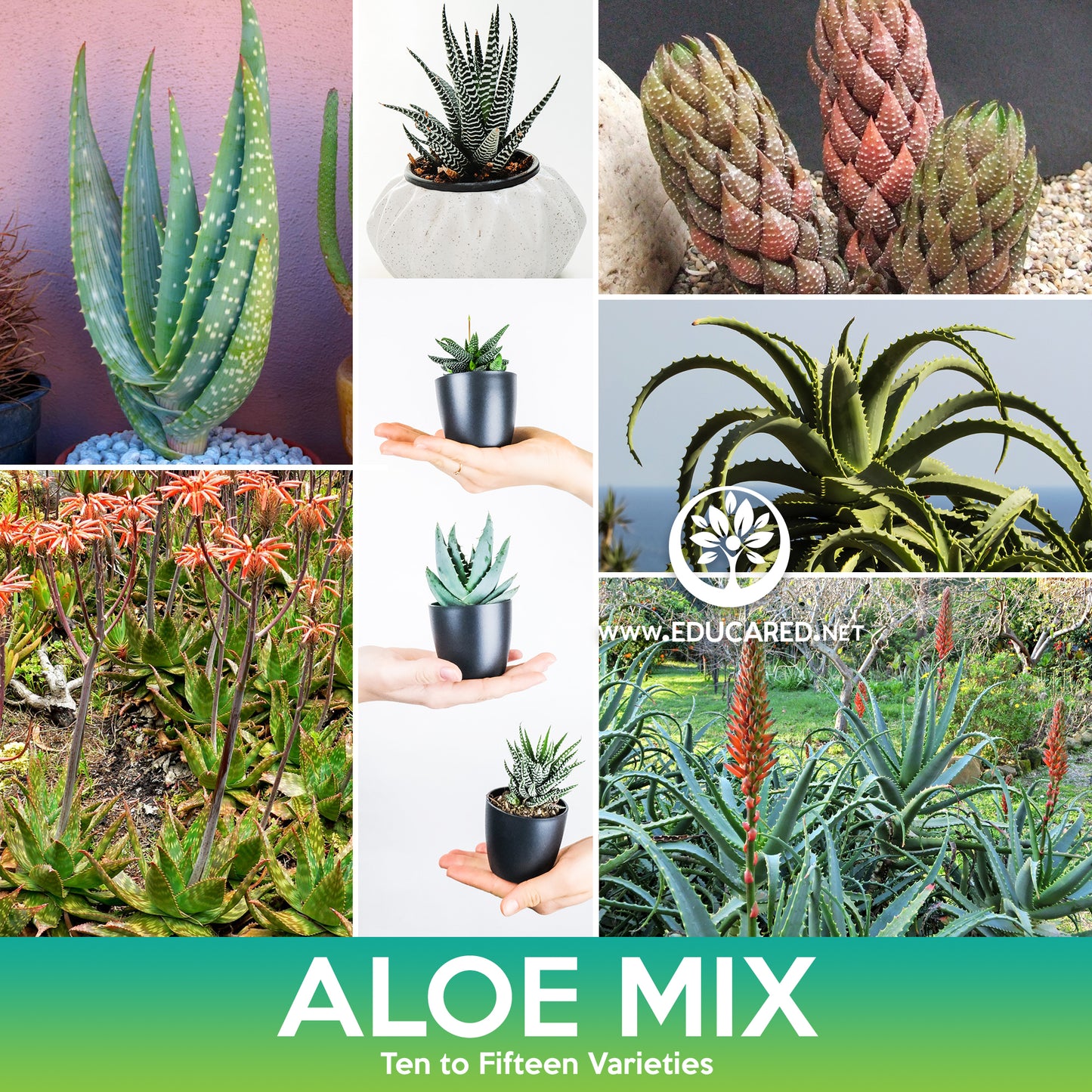 Aloe Succulents Mix Seeds