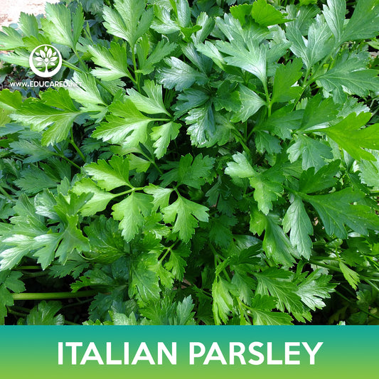 Italian Plain Leaf Parsley Seeds