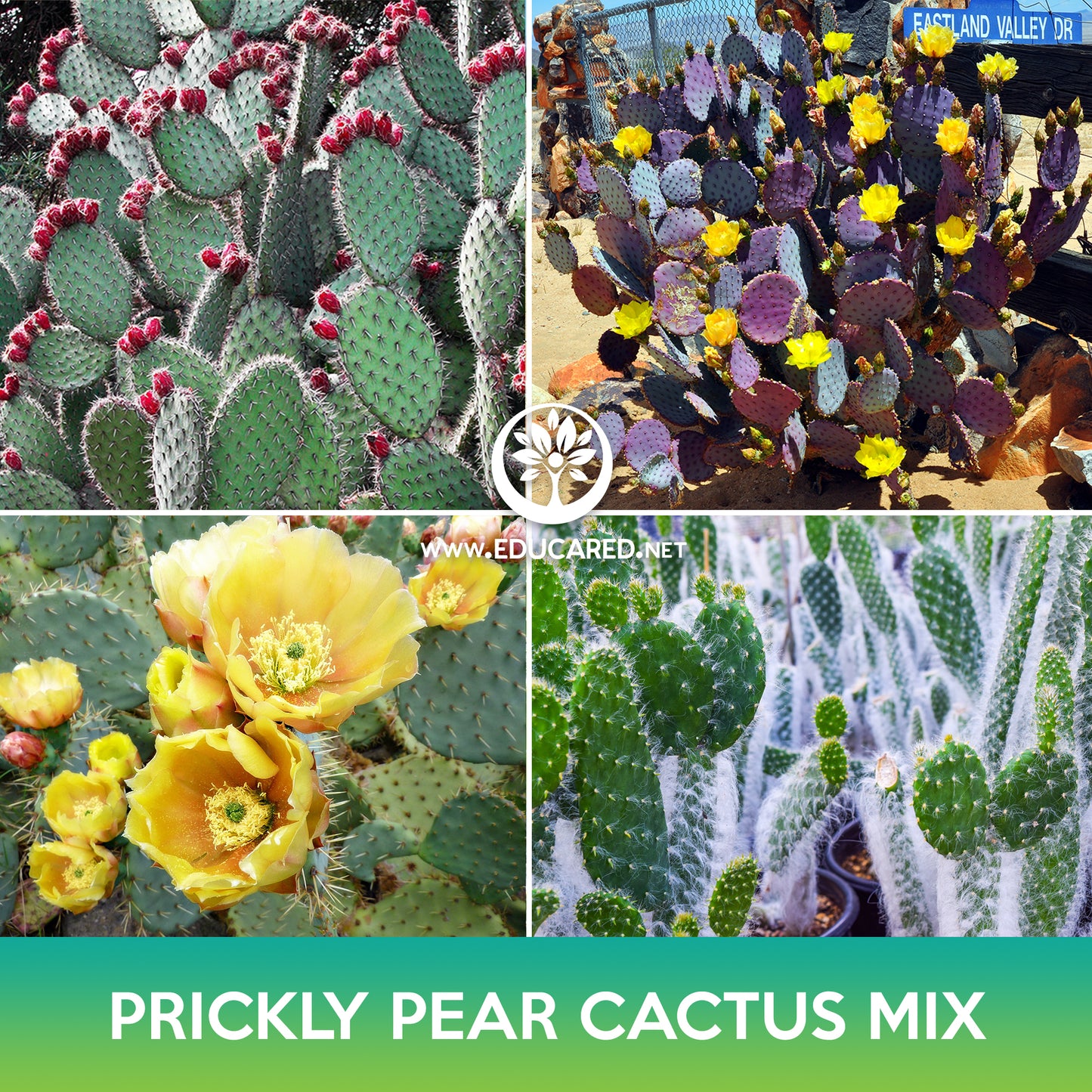 Prickly Pear Cactus Mix Seeds, Opuntia