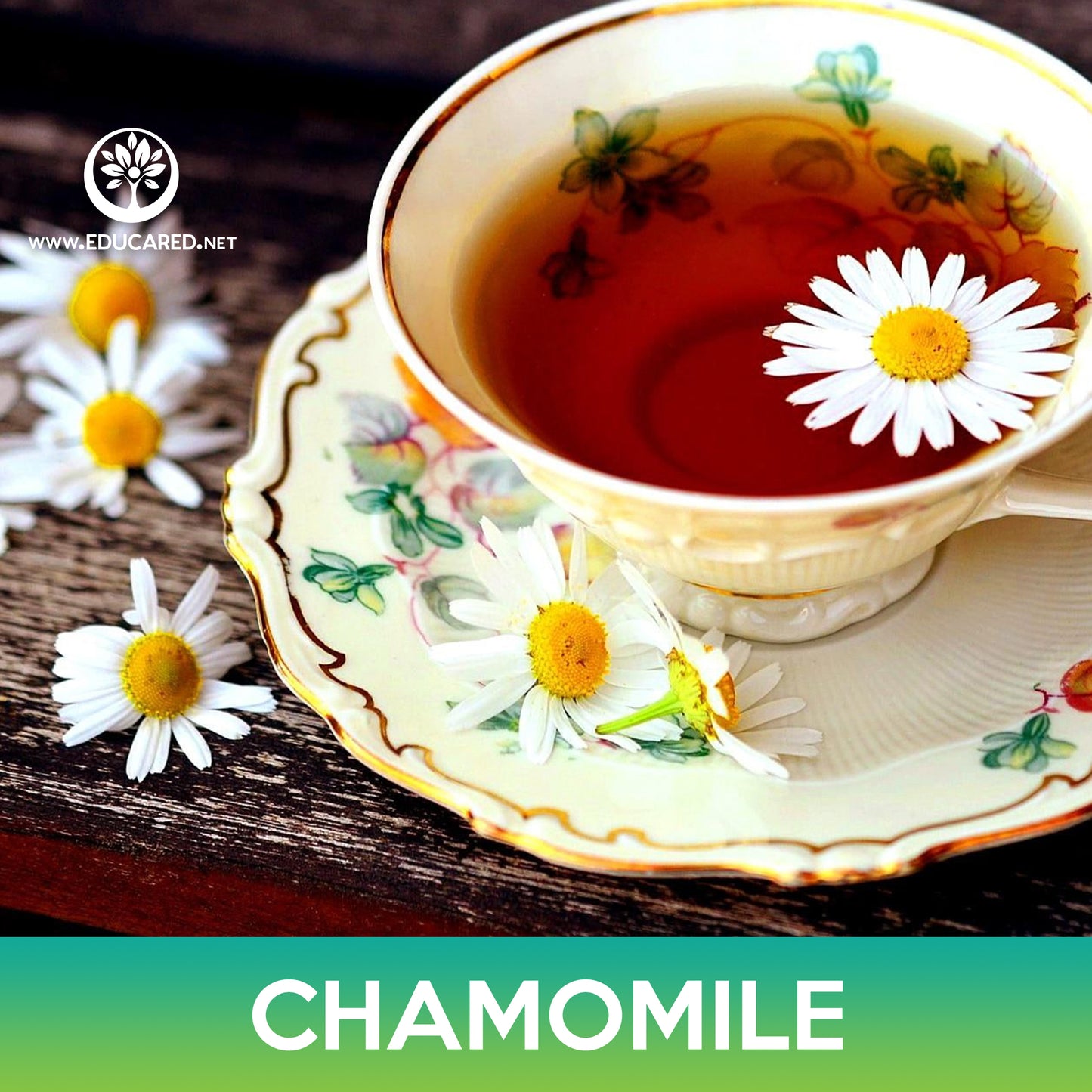 Chamomile Flower Seeds, Chamaemelum nobile