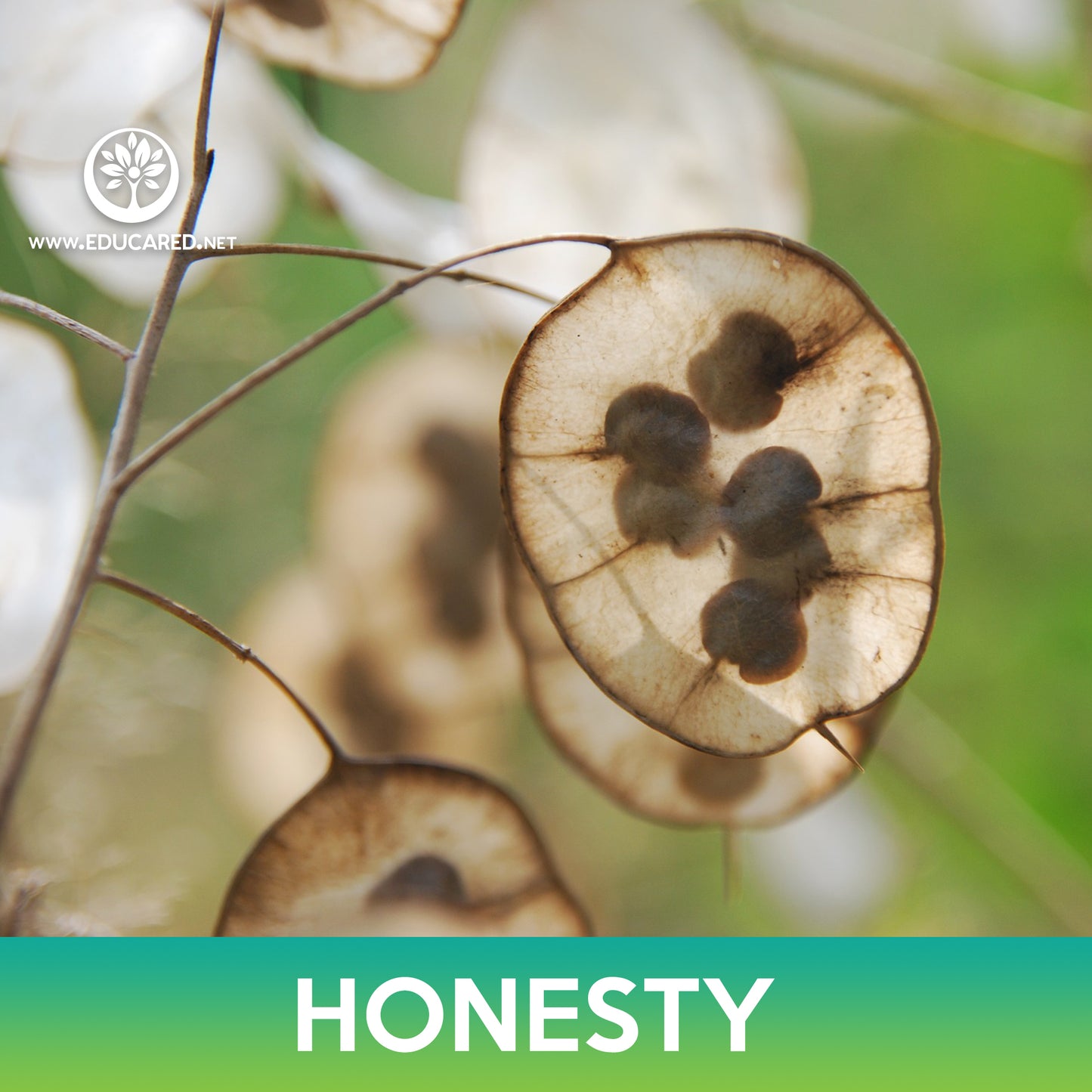 Honesty Flower Seeds, Money Plant