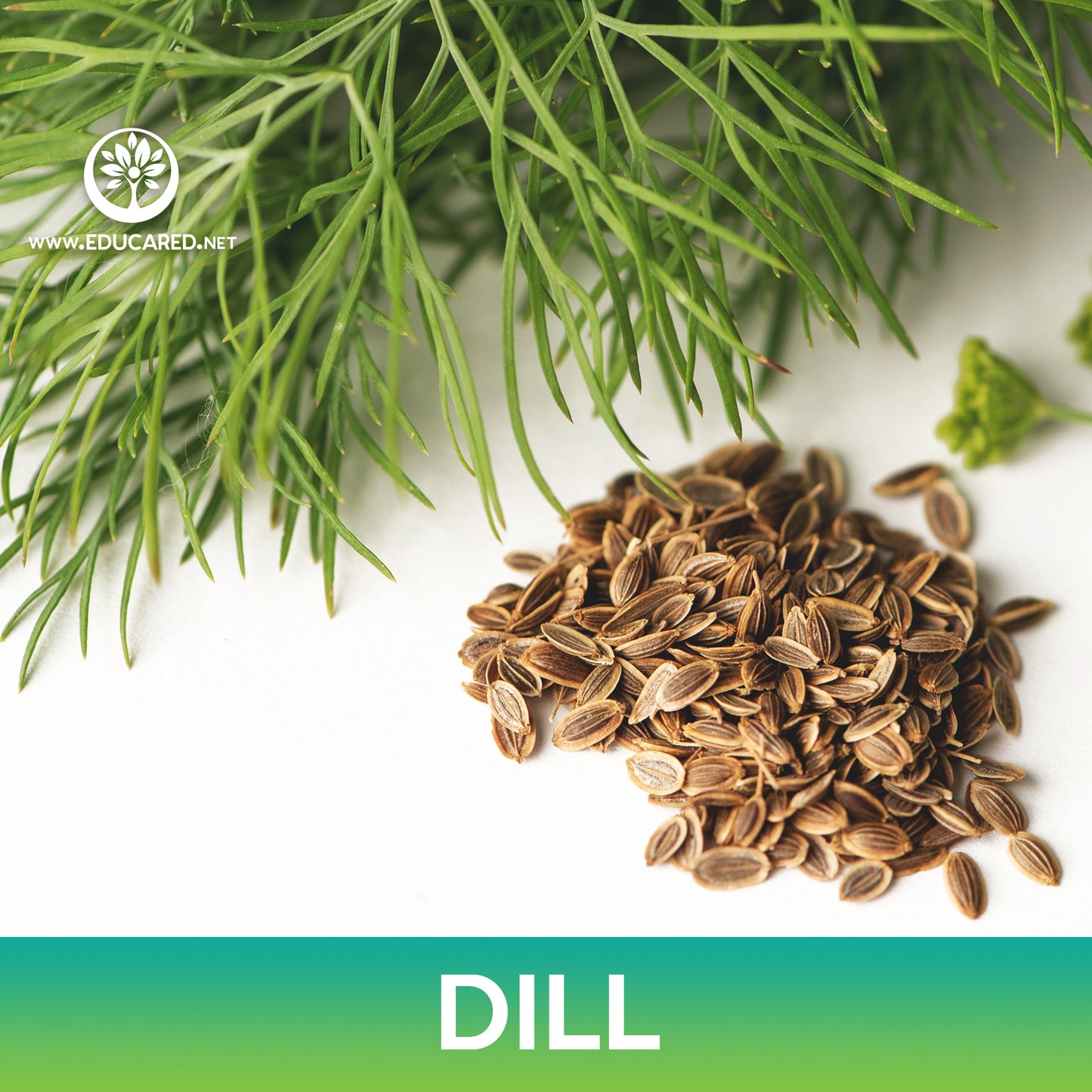 Dill Seeds