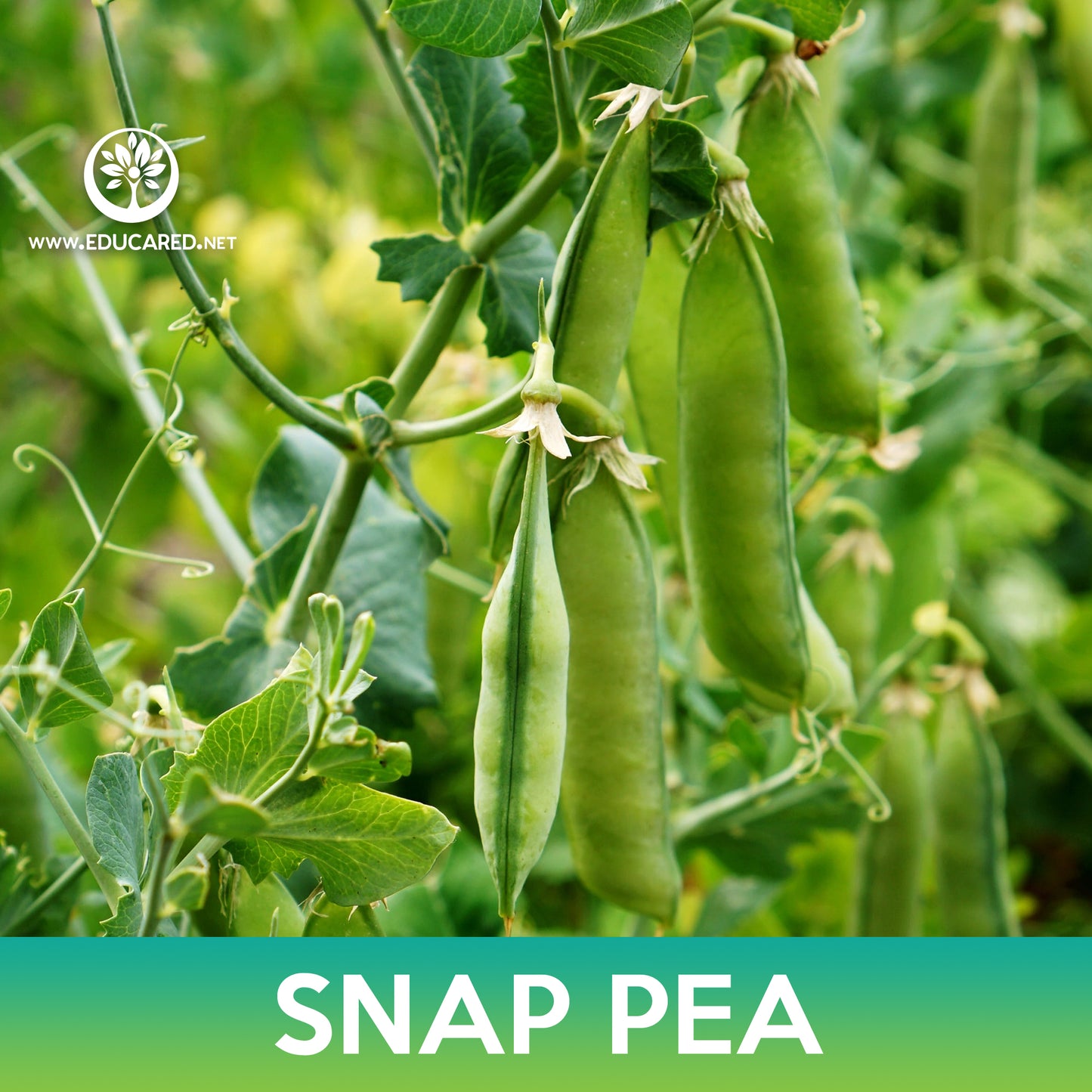 Super Sugar Snap Pea Seeds