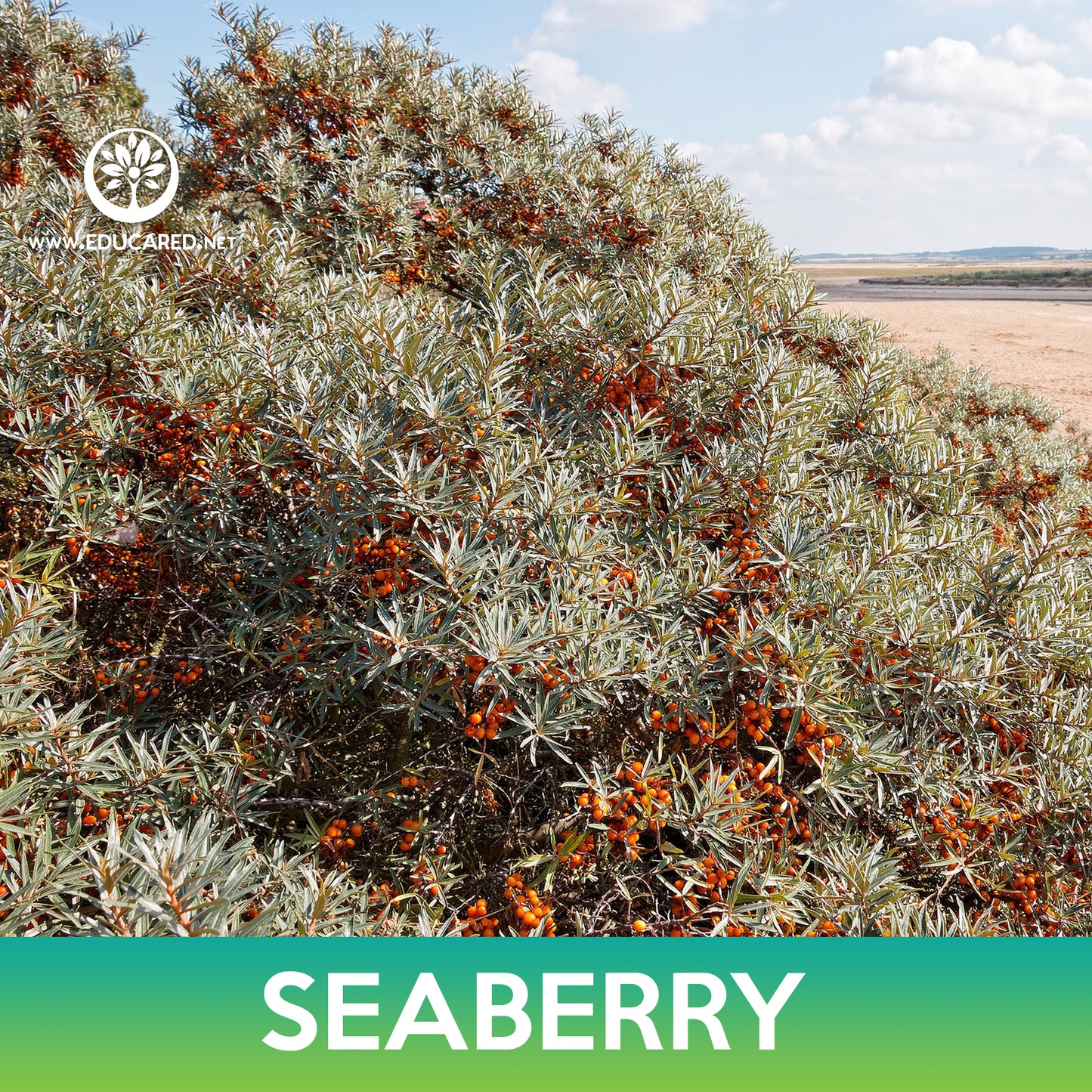 Seaberry Seeds