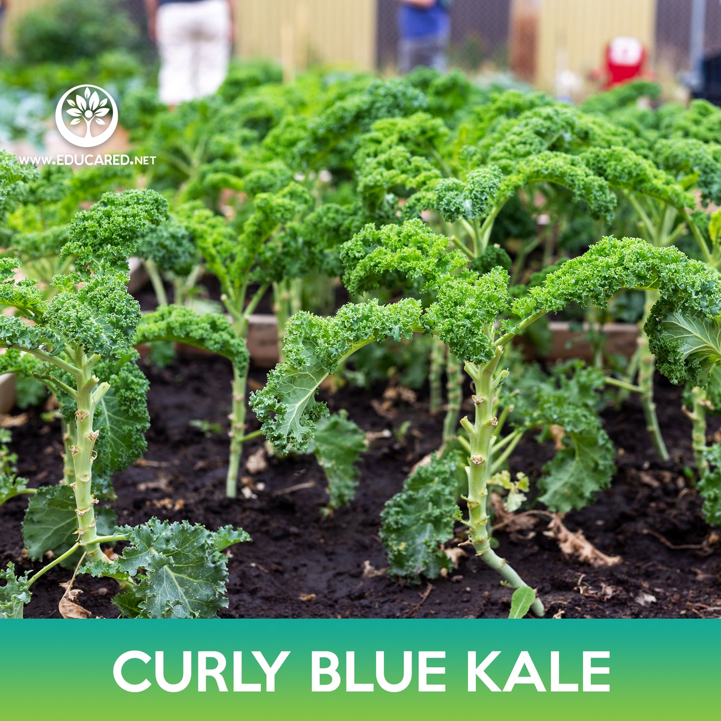 Curly Blue Kale Seeds, Brassica oleracea var sabellica