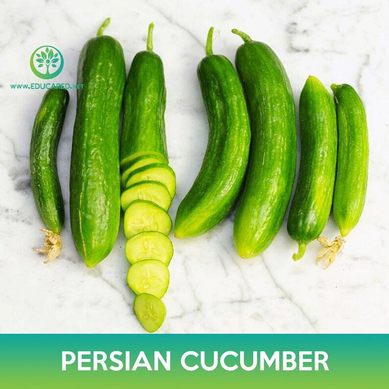 Persian Cucumber Seed, Beit Alpha Cucumber