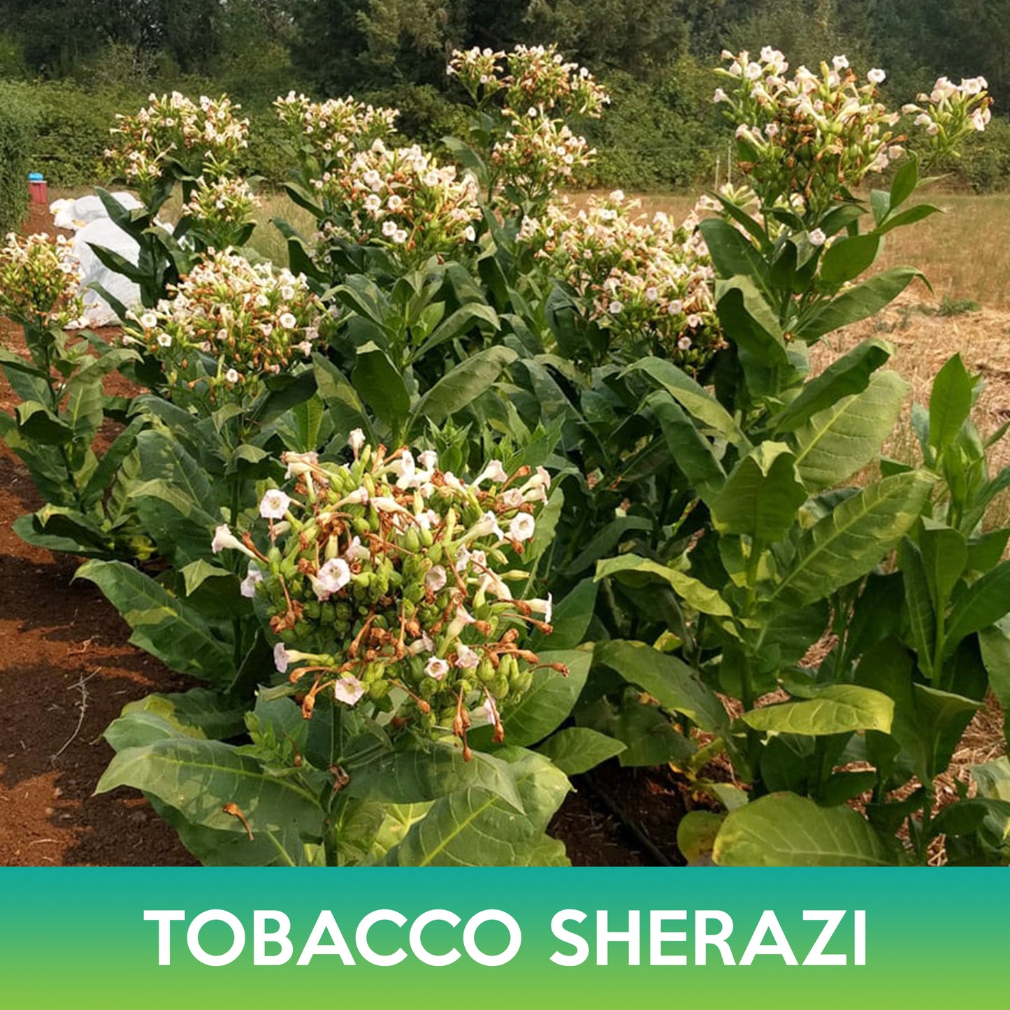Tobacco Shirazi Seeds