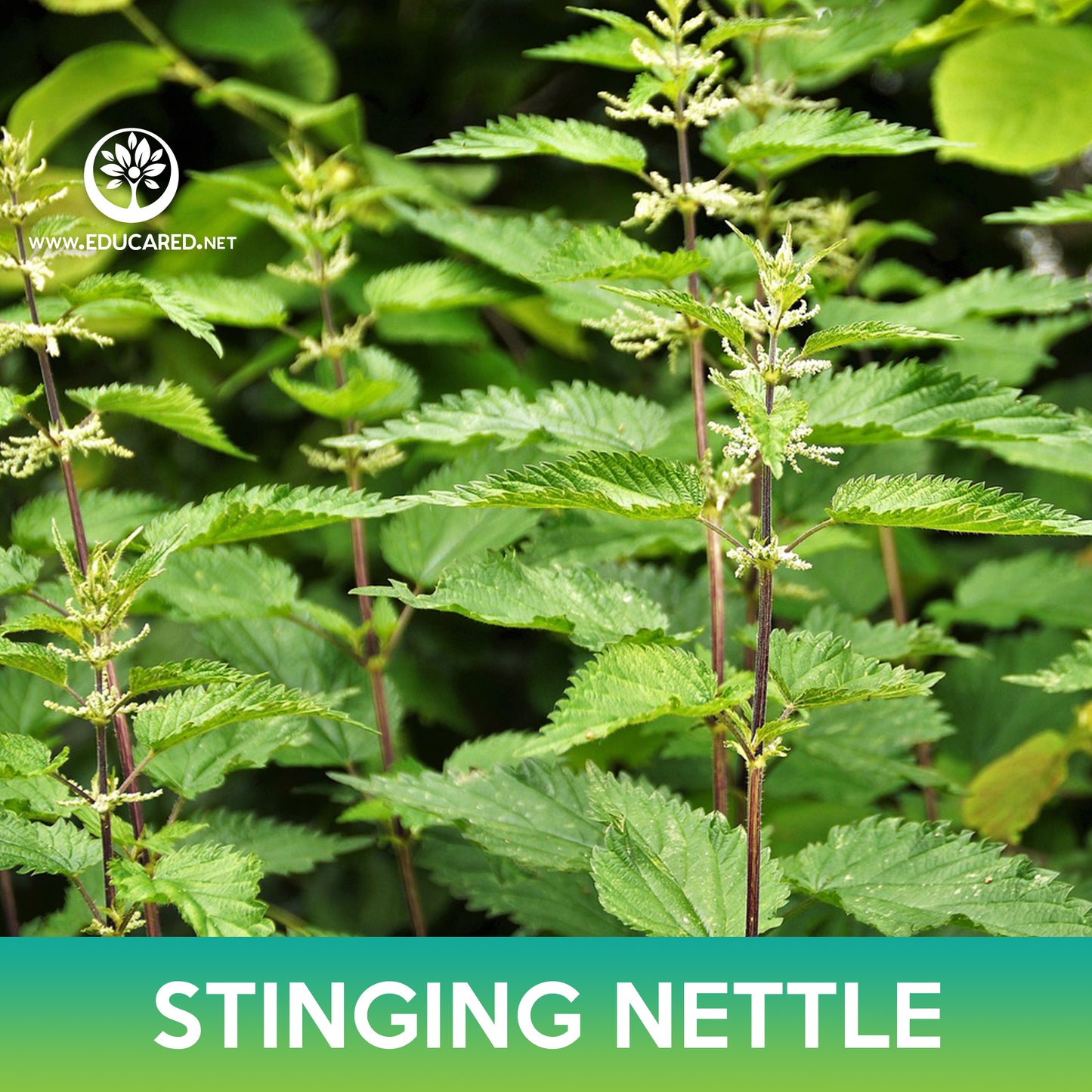 Stinging Nettle Seed, Urtica dioica