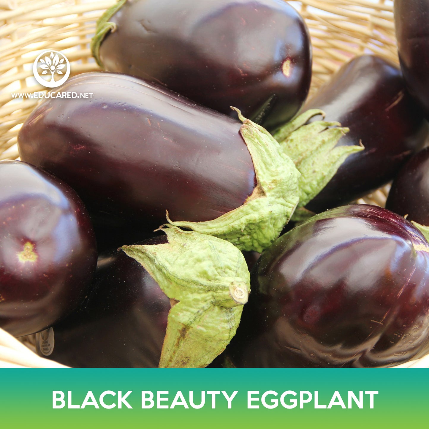 Black Beauty Eggplant Seeds