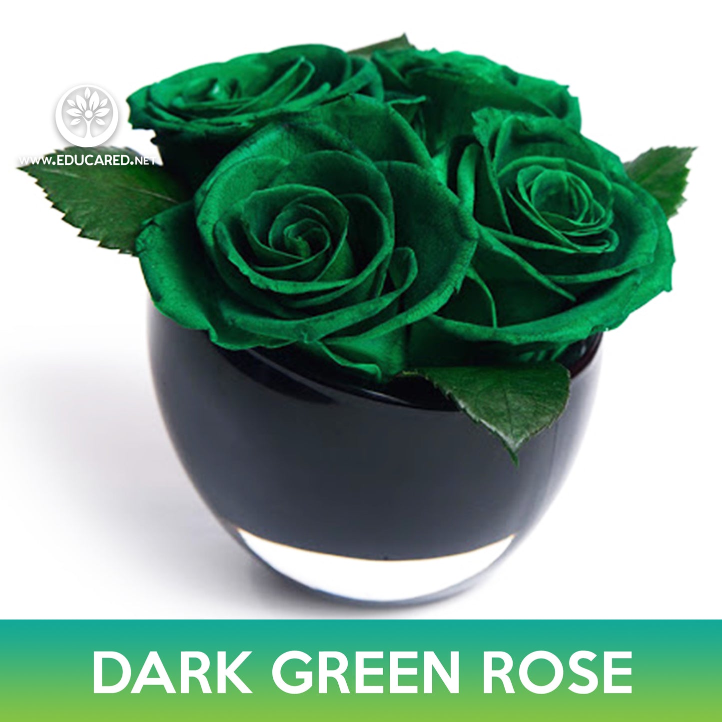 Dark Green Rose Seeds