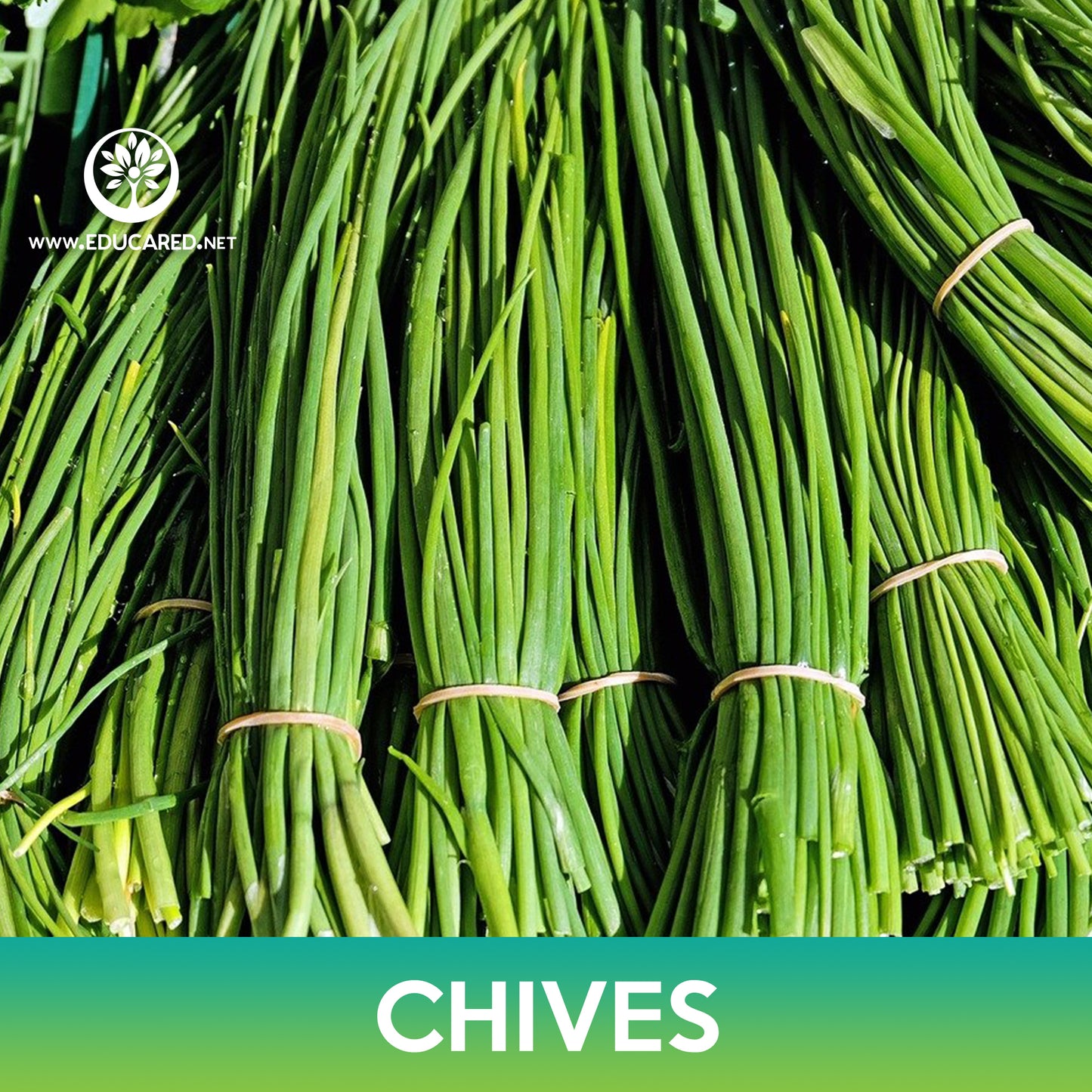 Common Chives Seeds