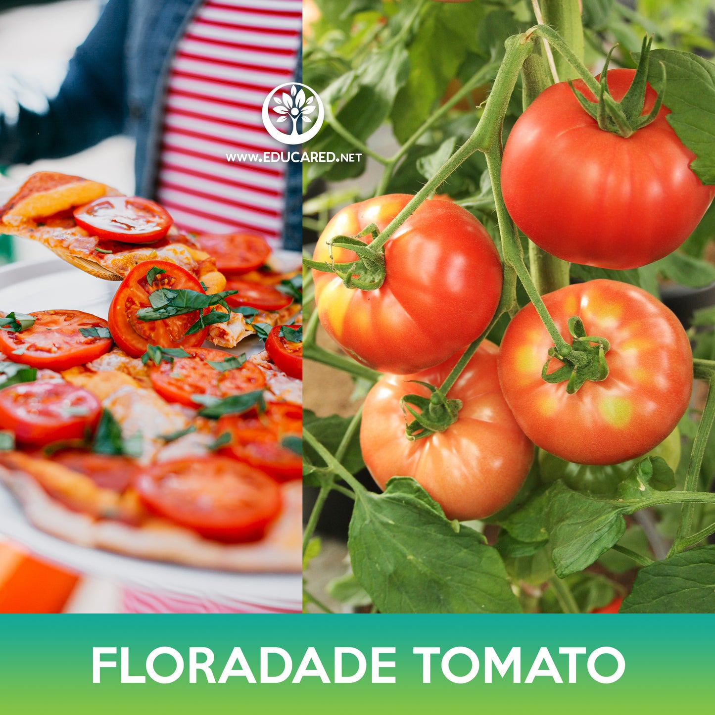 Floradade Tomato Seeds